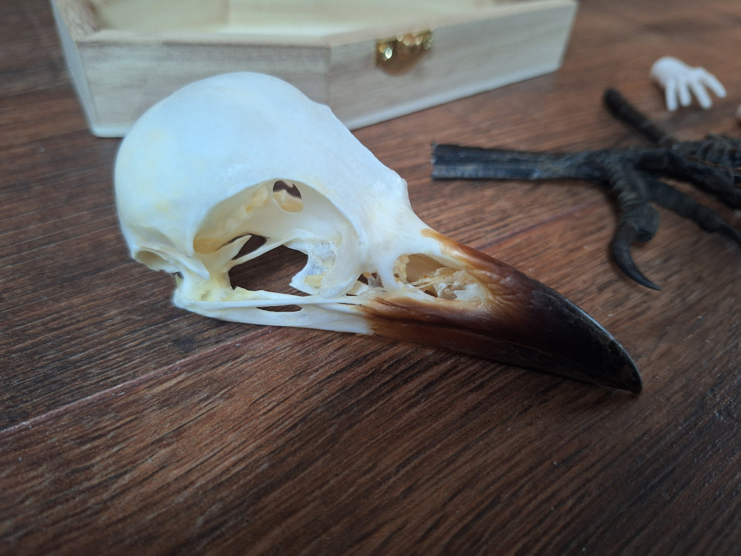 Crow skull and claws set in coffin
