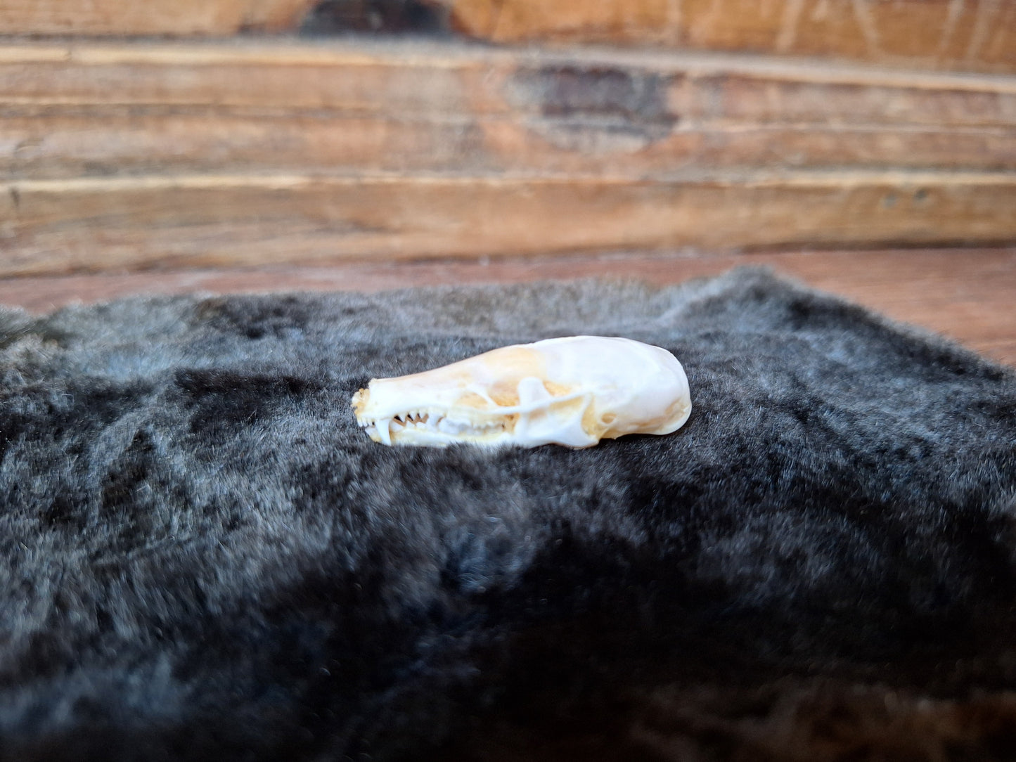 Mole skull and hide set