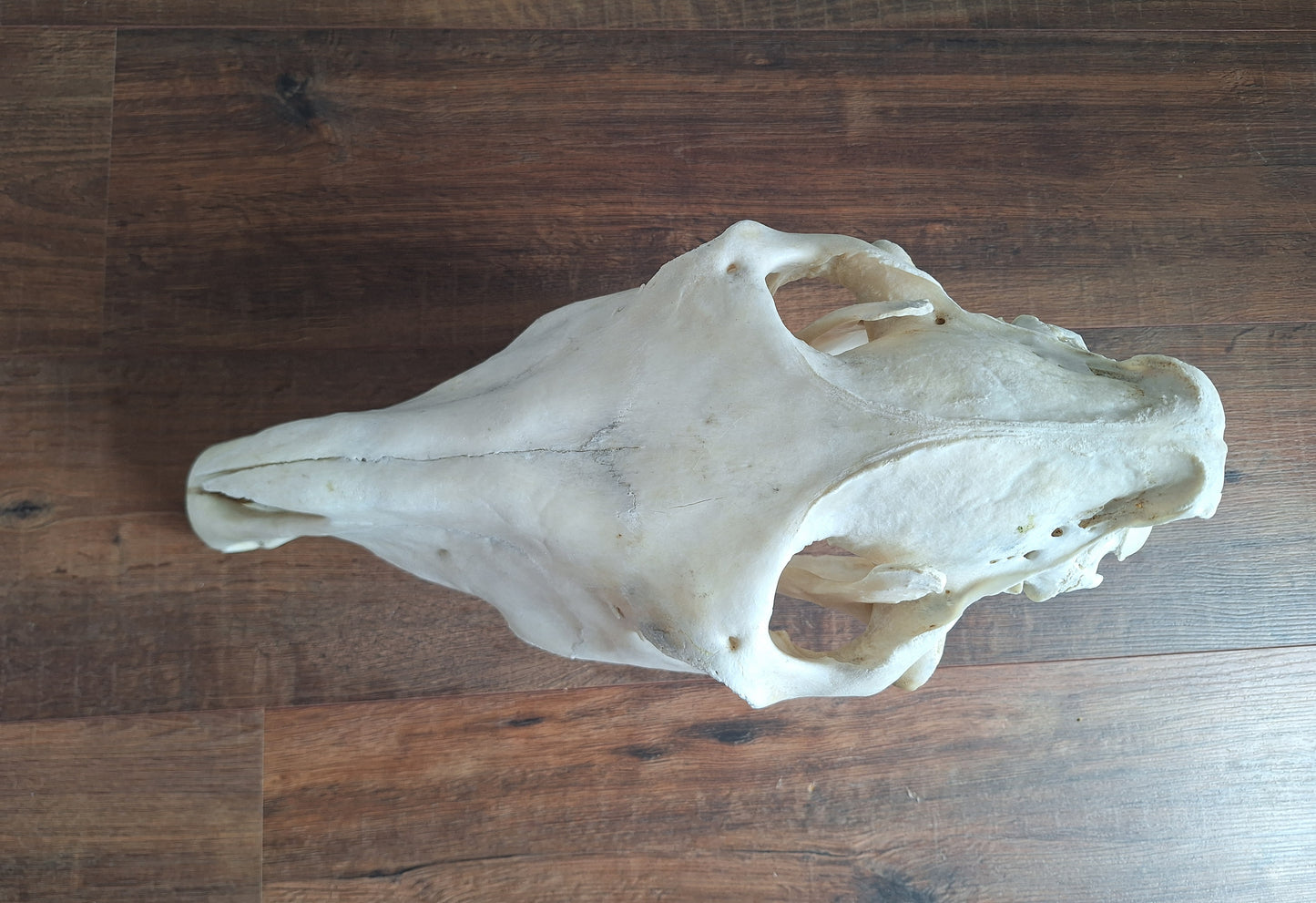 Horse skull
