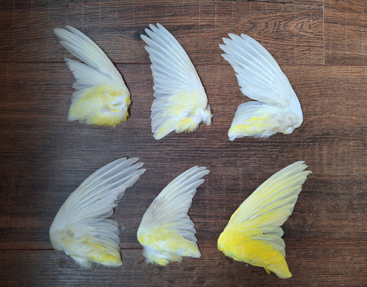 Red-rumped parrot single wings, B-quality