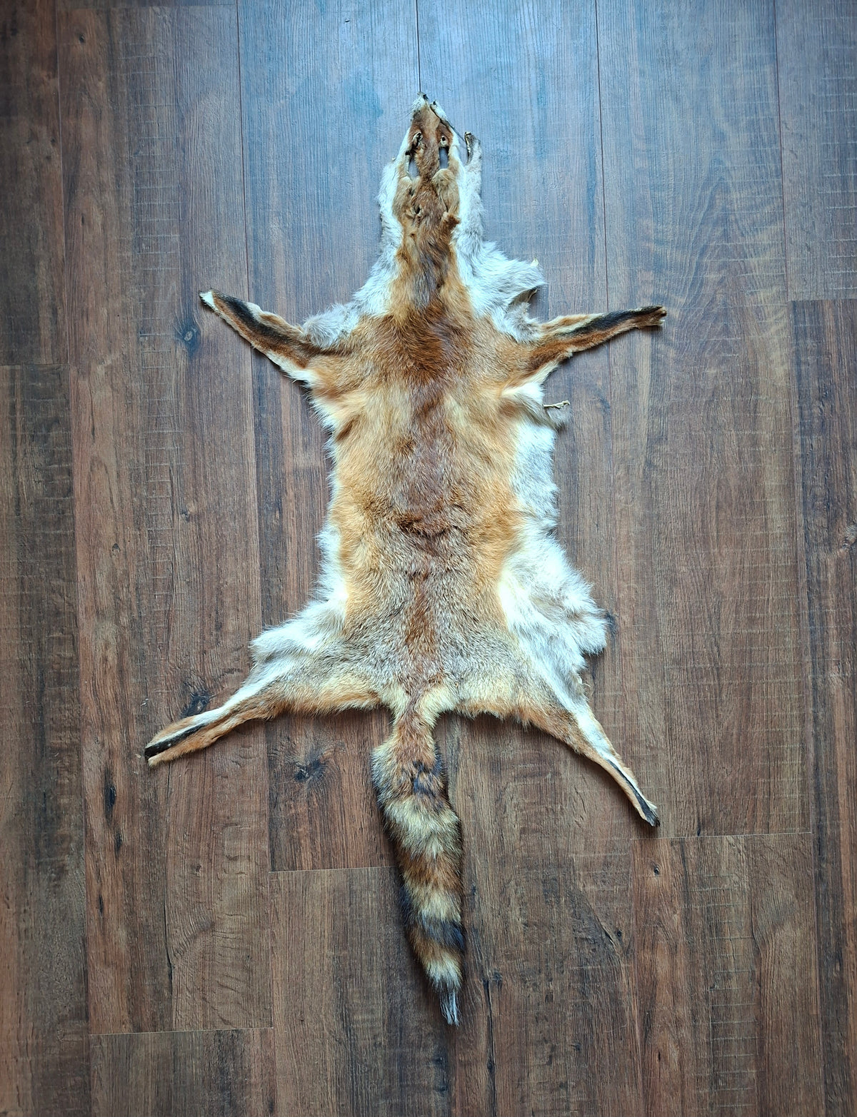 Red fox hide #33, B-quality