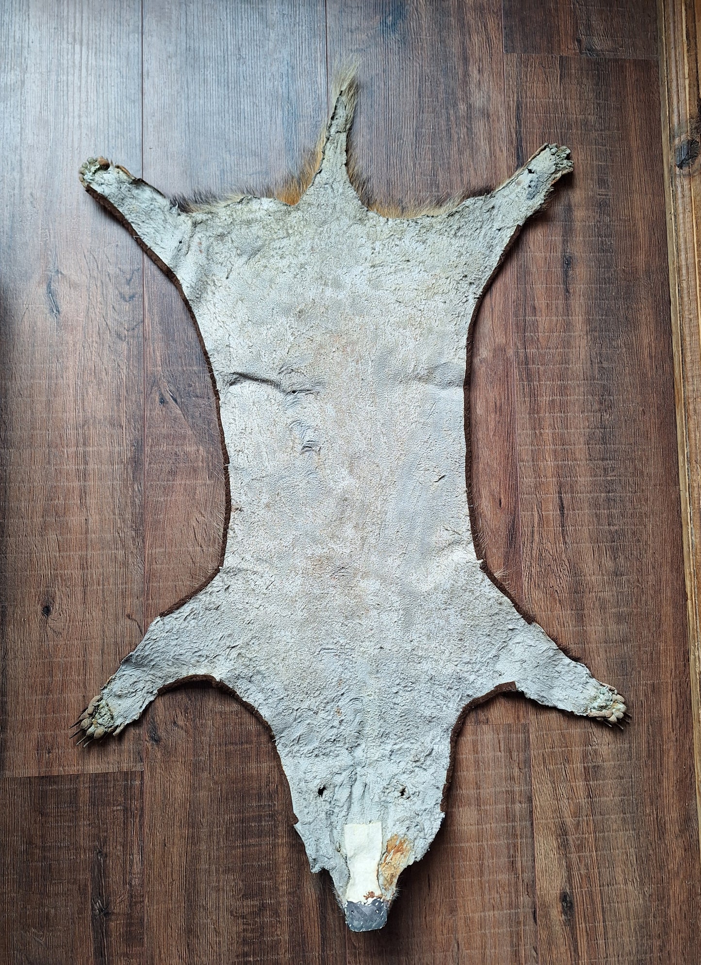 Badger hide #6
