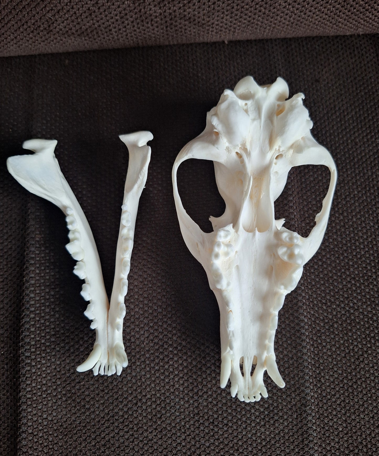 Fox skull #23