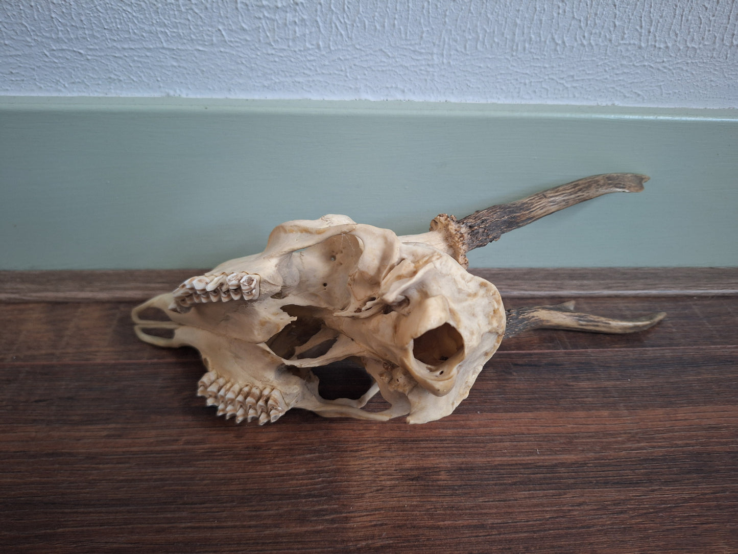 Roe buck upper skull #15