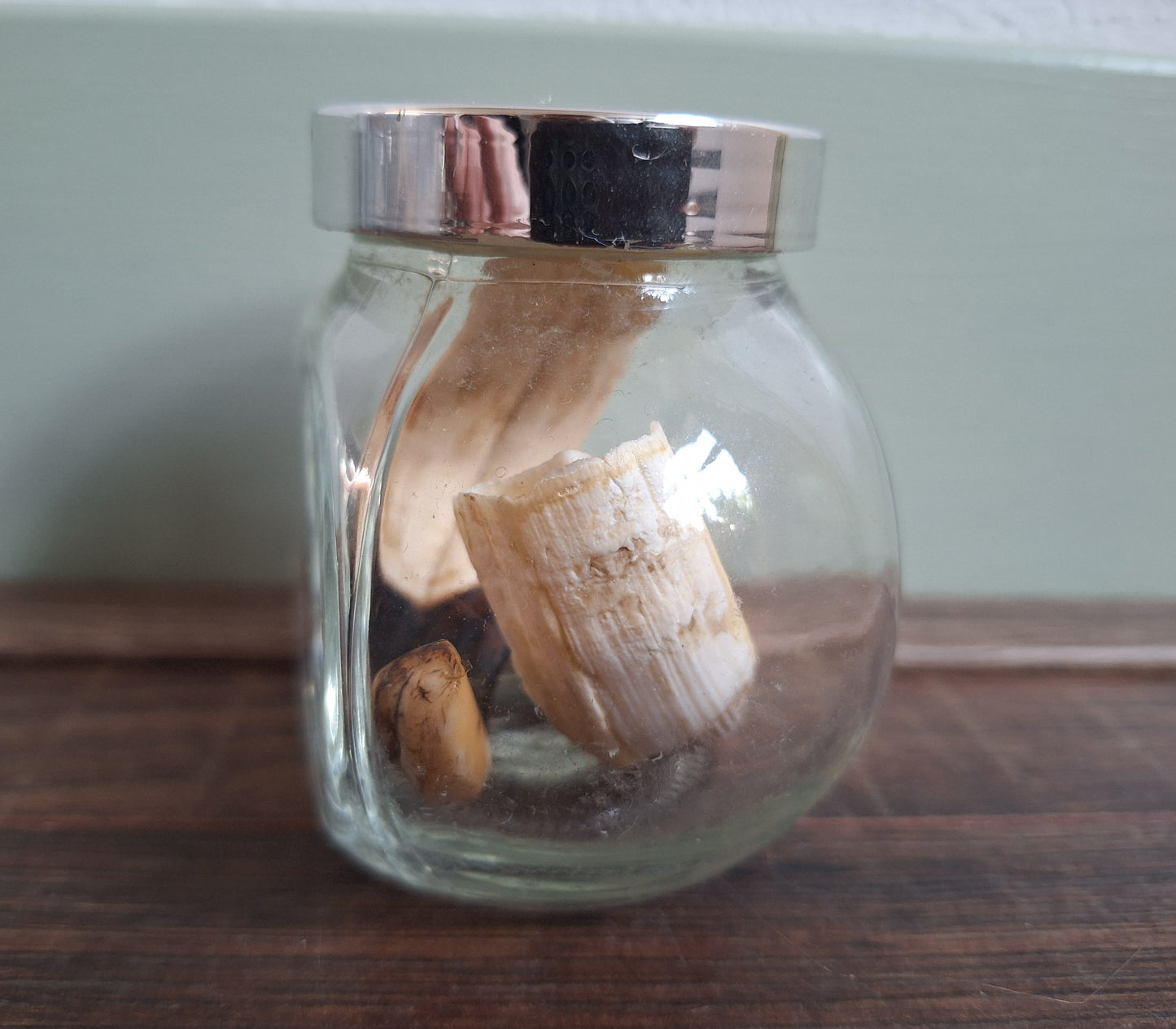 Wild boar upper jaw tusks in glass jar