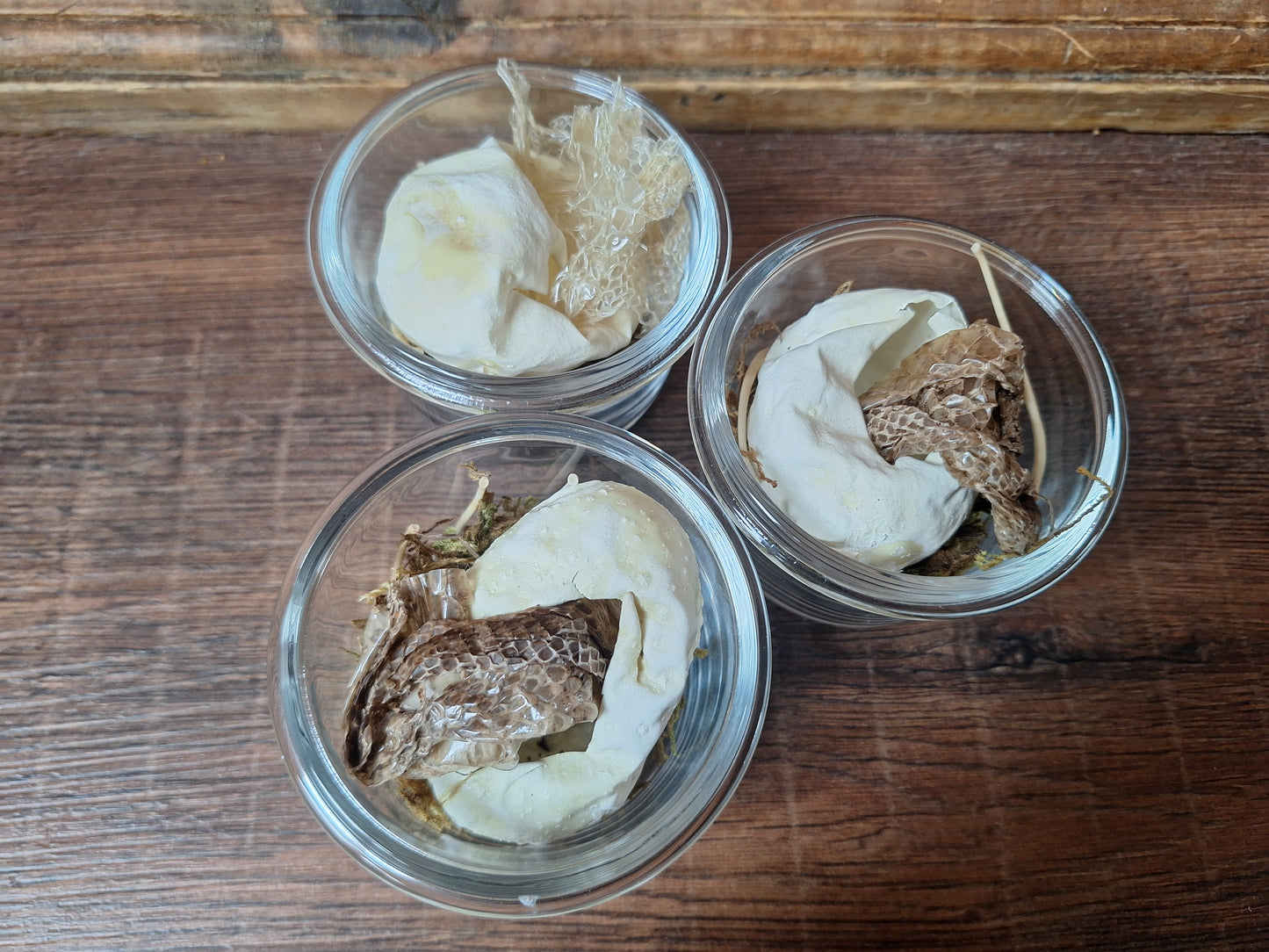 Snake set in glass jar