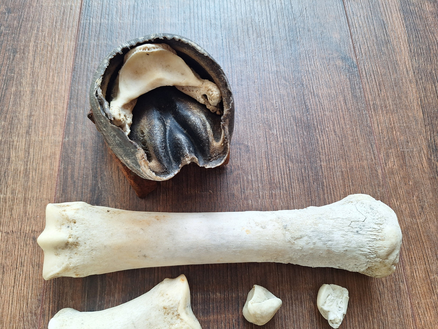 Horse lower leg bone sets