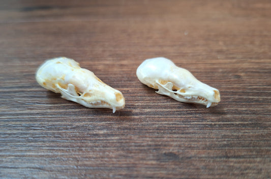 Mole skull