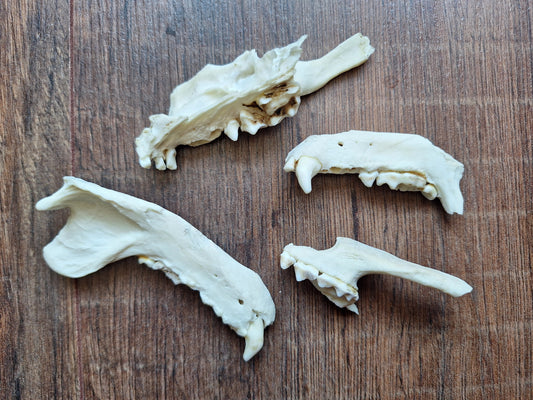 Badger jaw pieces, B-quality