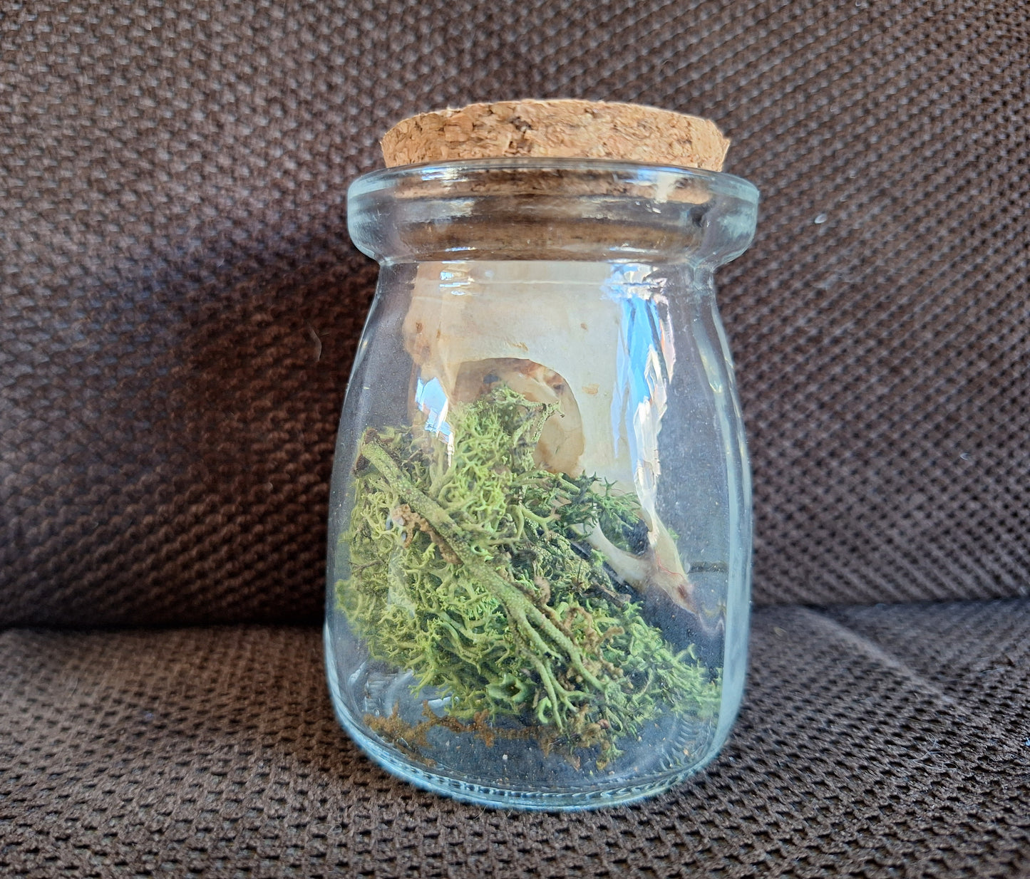 Jackdaw skull in glass jar