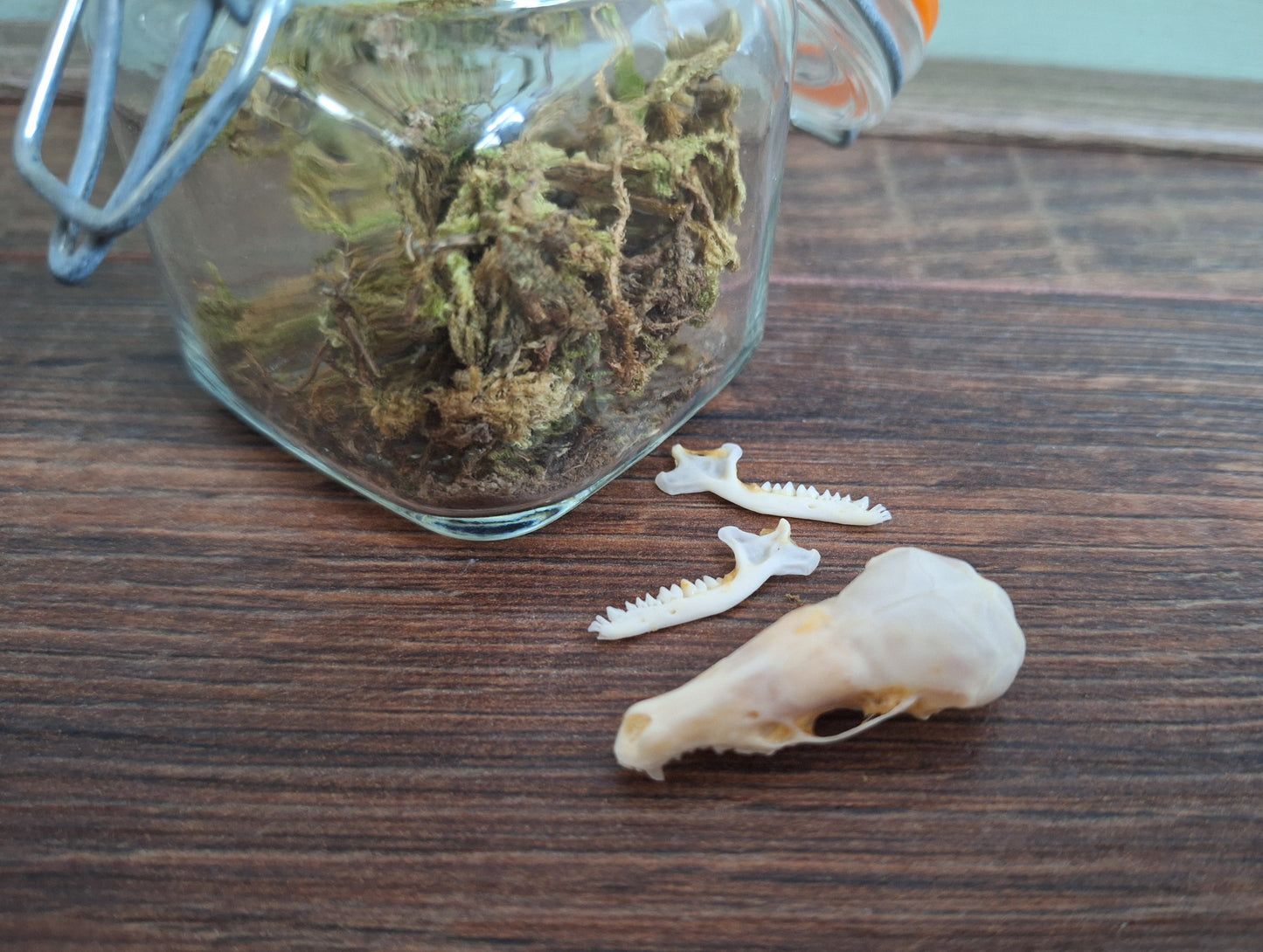 Mole skull in glass jar