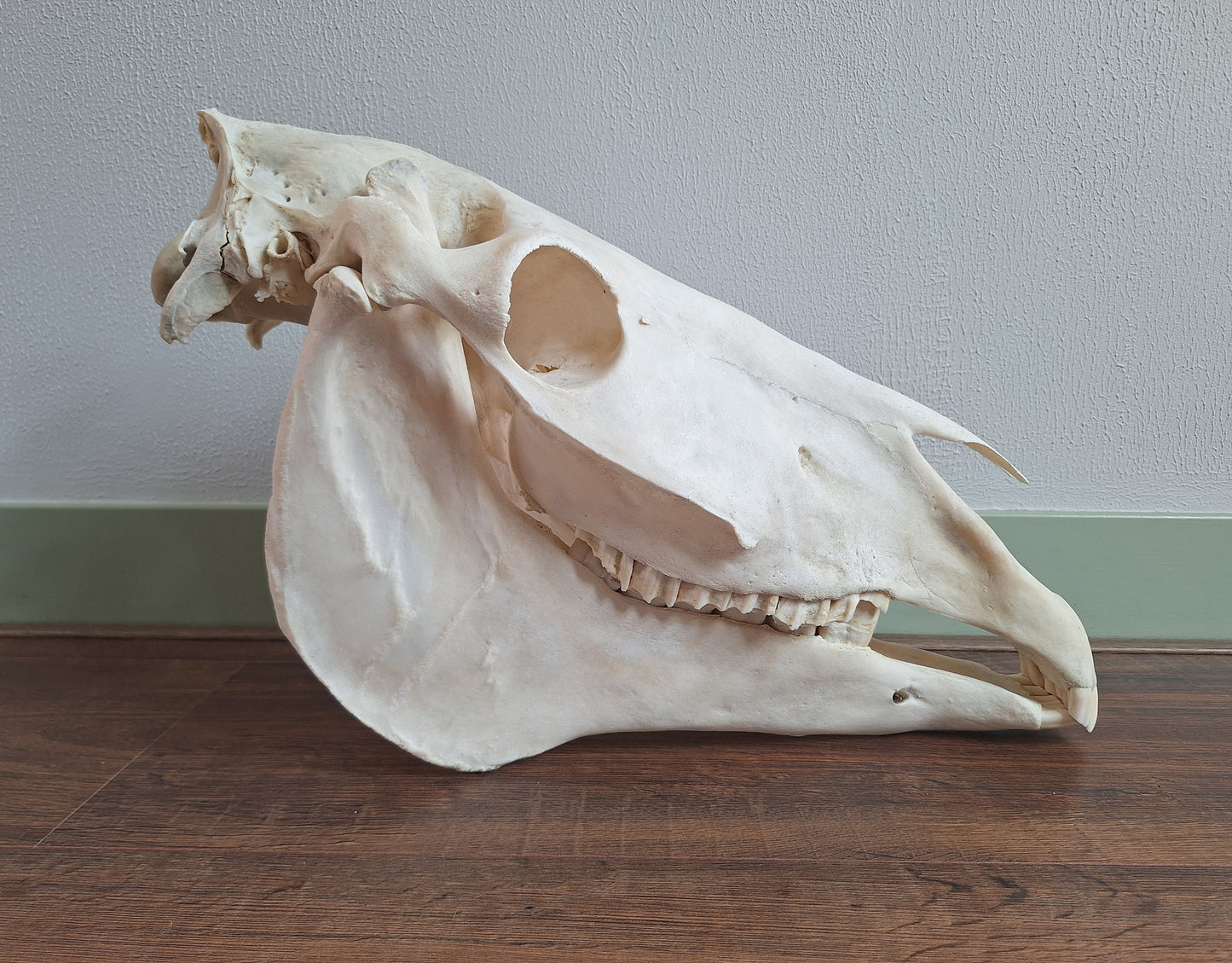 Horse skull