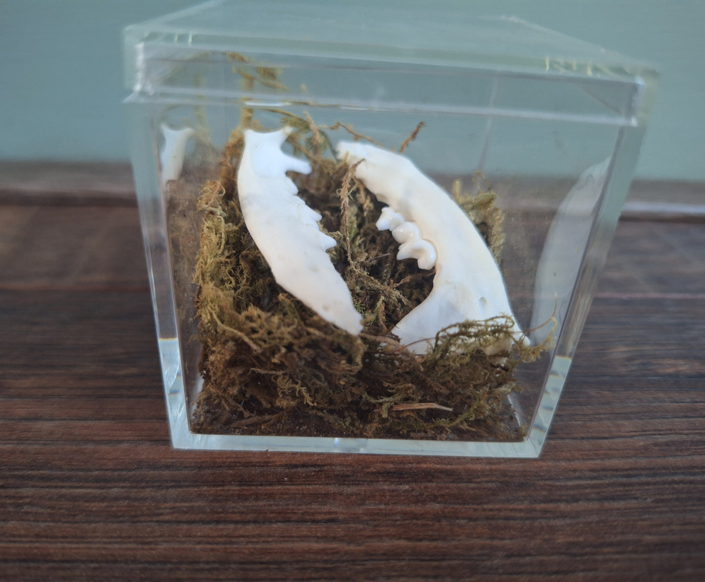 Marten lower jaws, B-quality, in display cube