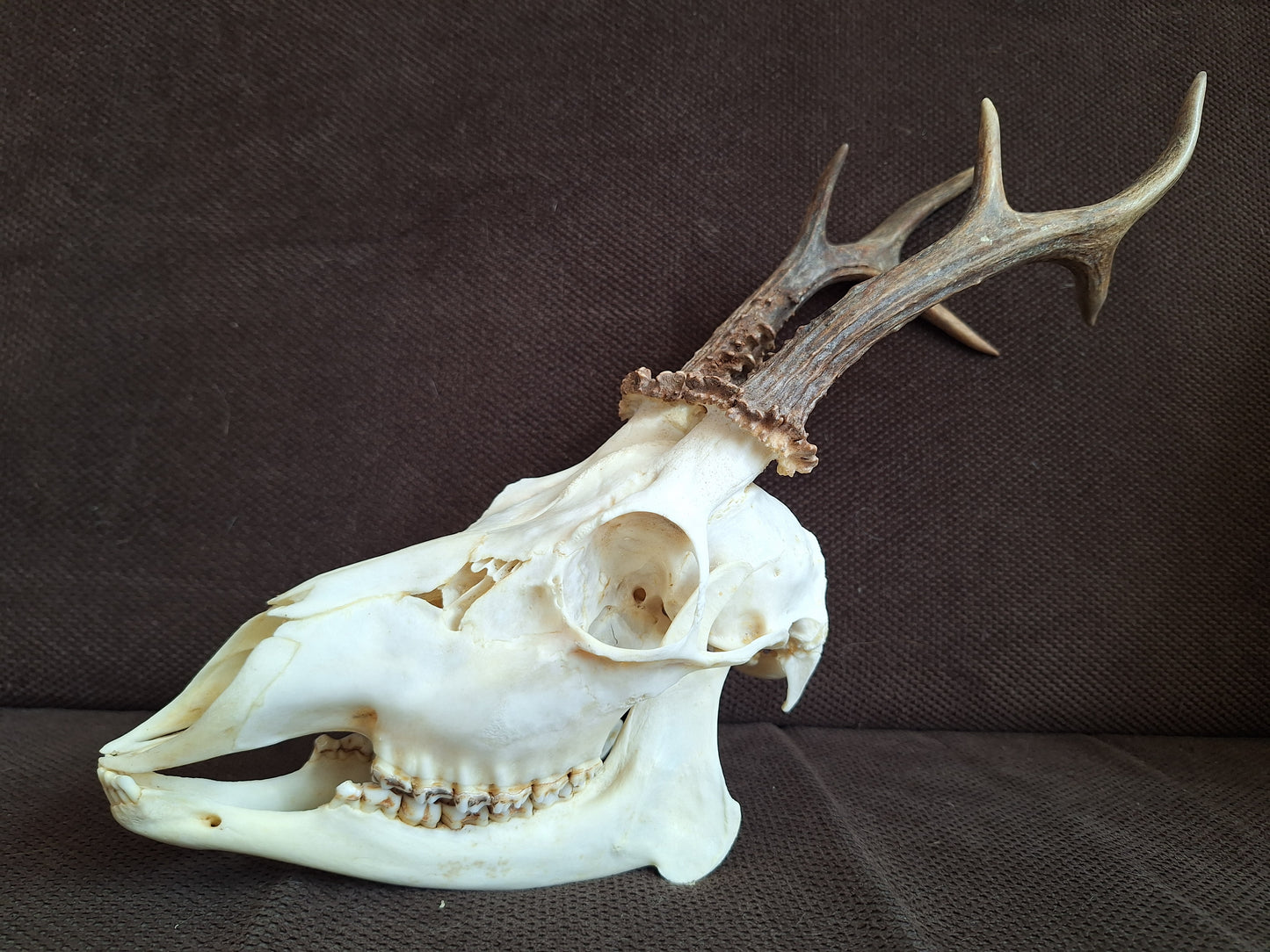 Roe buck skull #2