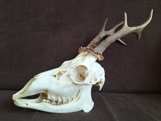 Roe buck skull #2