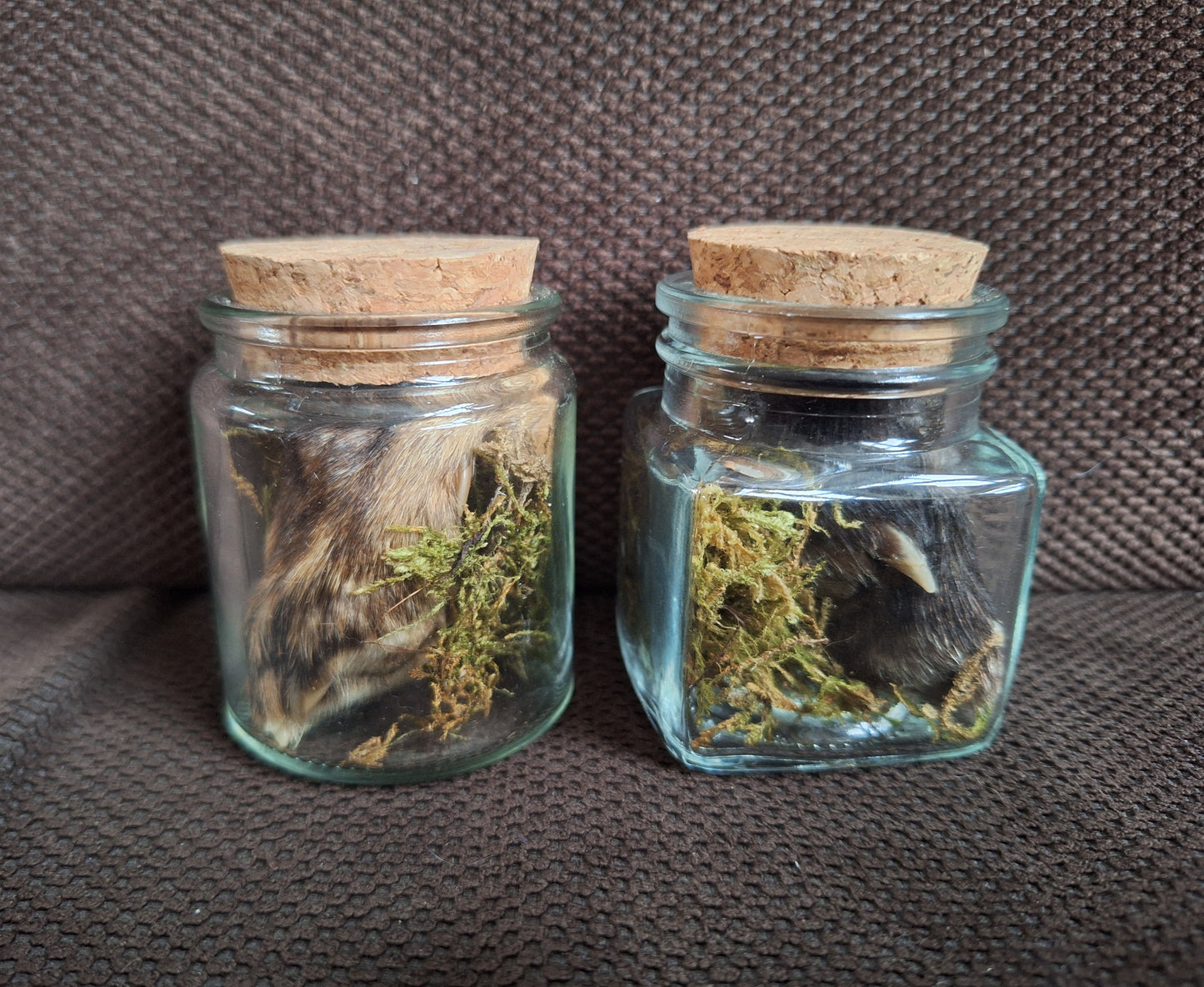 Fox paws, B-quality, in glass jar