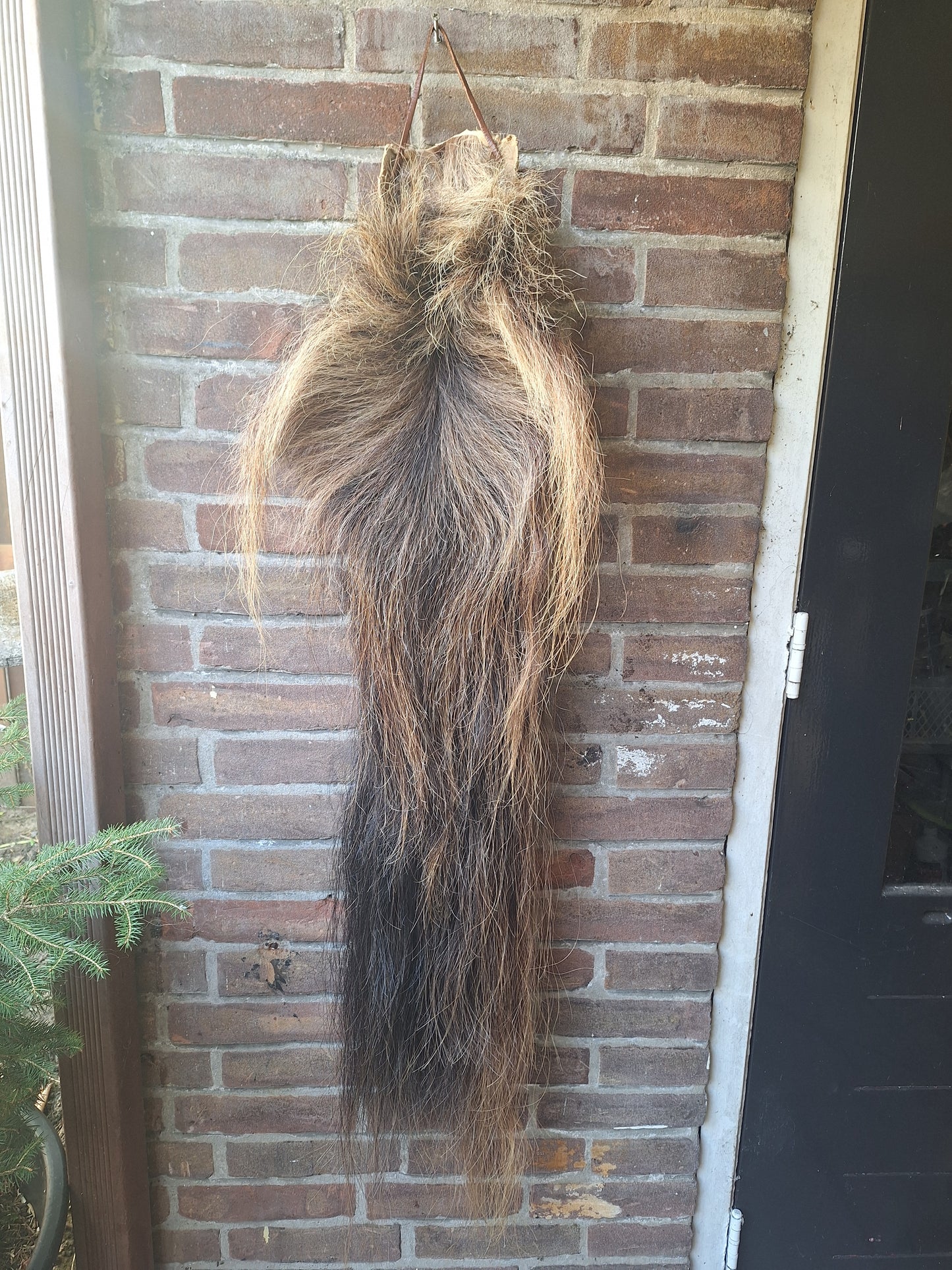 Horse tail #8, complete tail