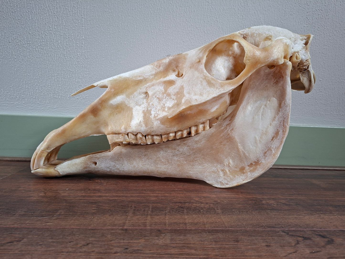 Horse skull