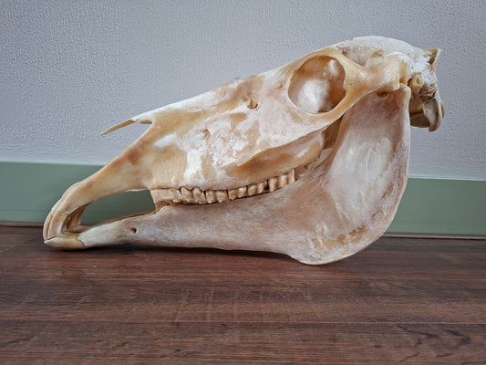 Horse skull