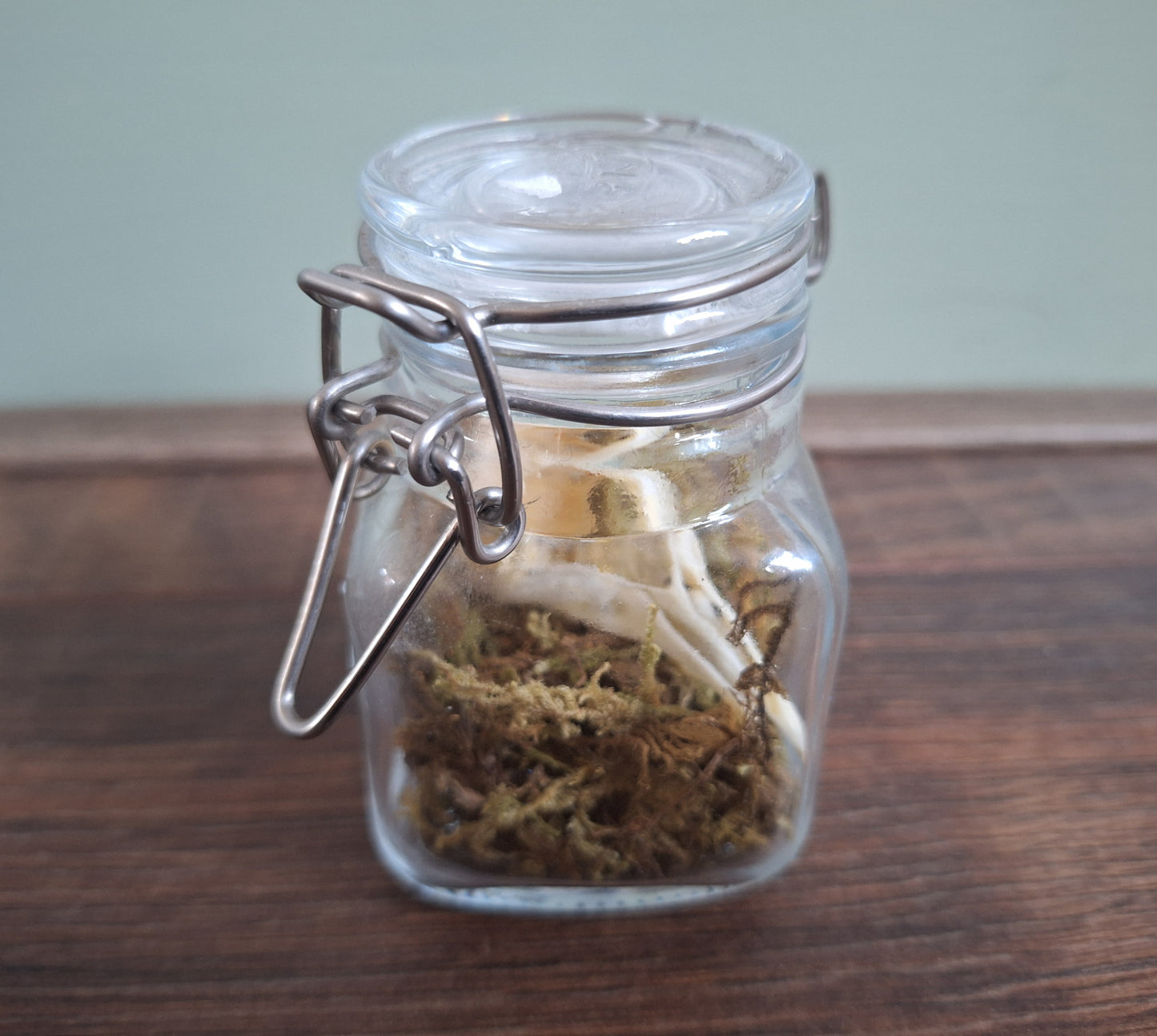 Wood pigeon skull in glass jar