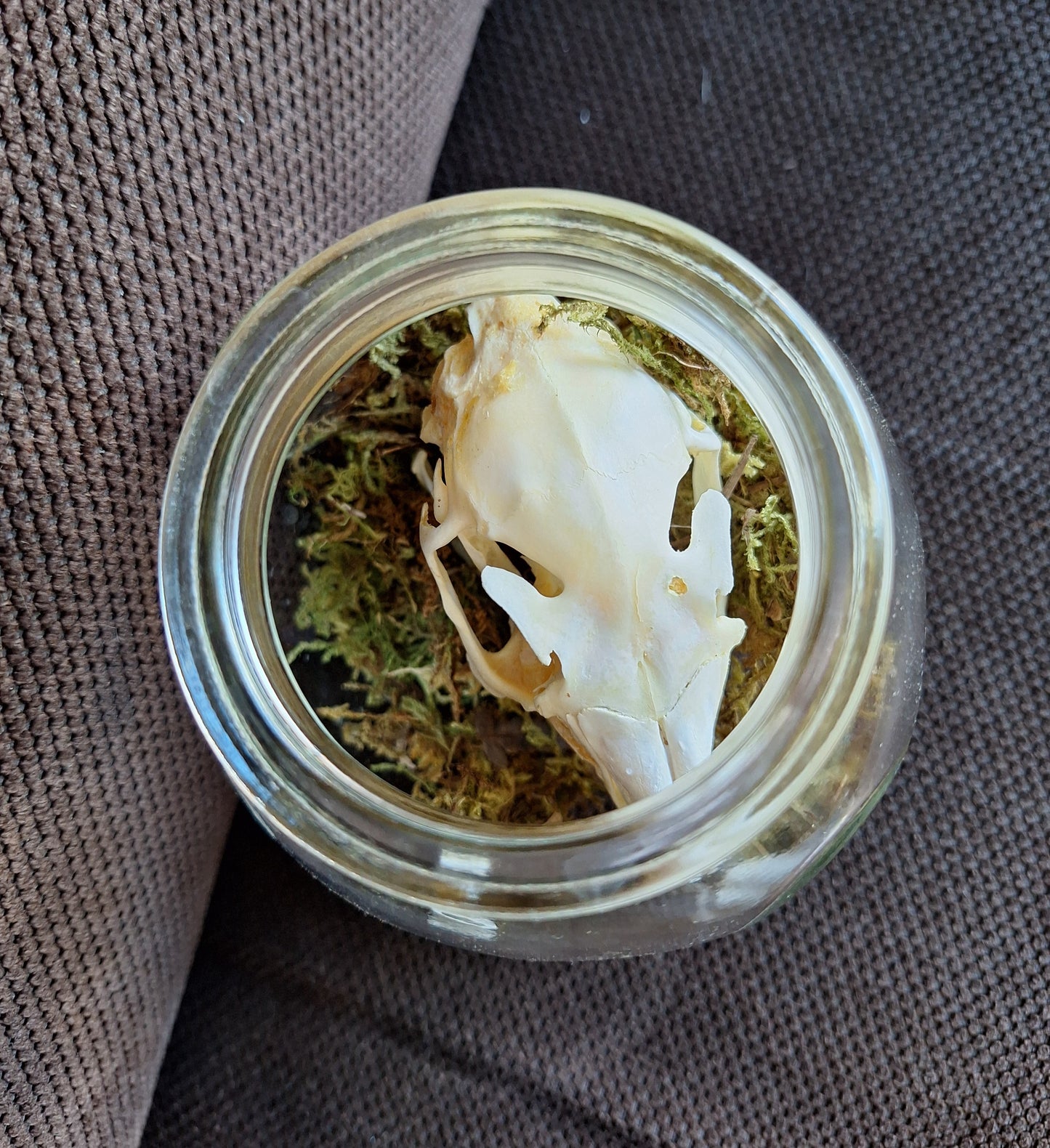 Rabbit skull in glass jar
