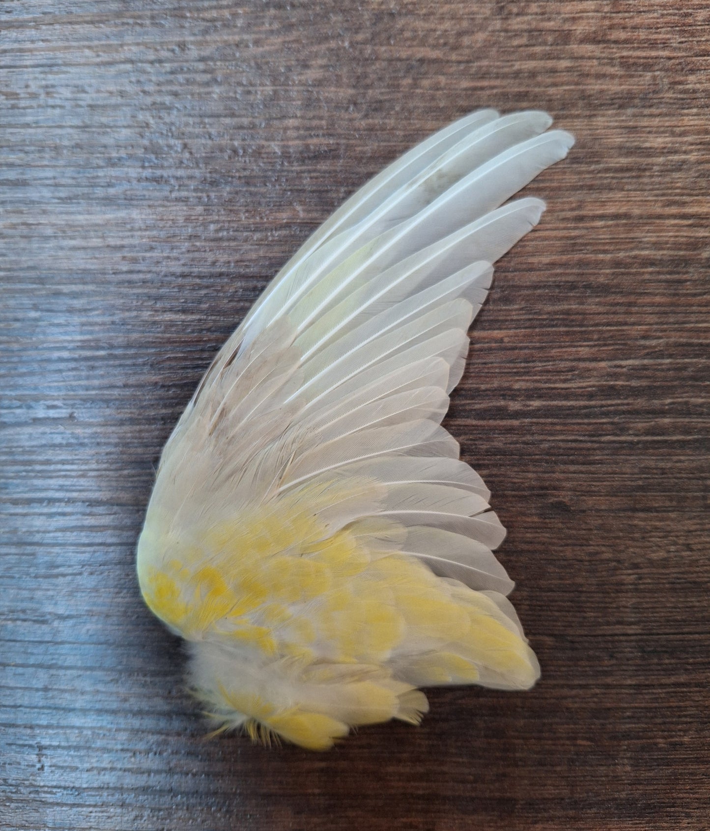 Red-rumped parrot single wings, B-quality