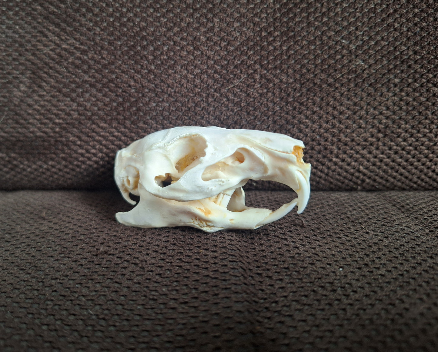Guinea pig skull