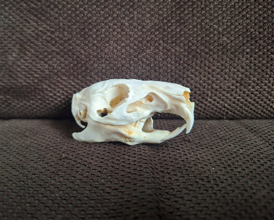 Guinea pig skull