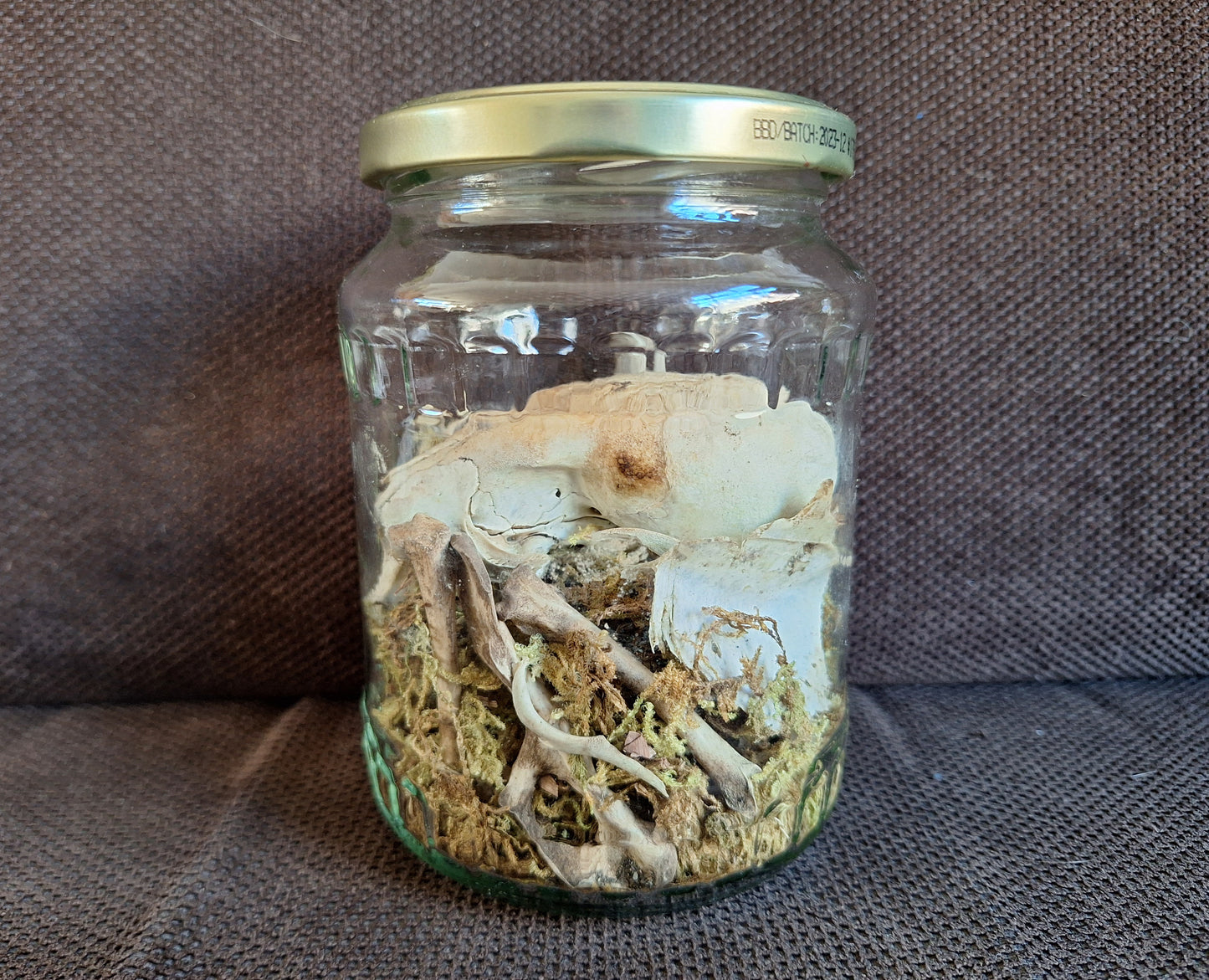 Rabbit partial skeleton, B-quality, in glass jar