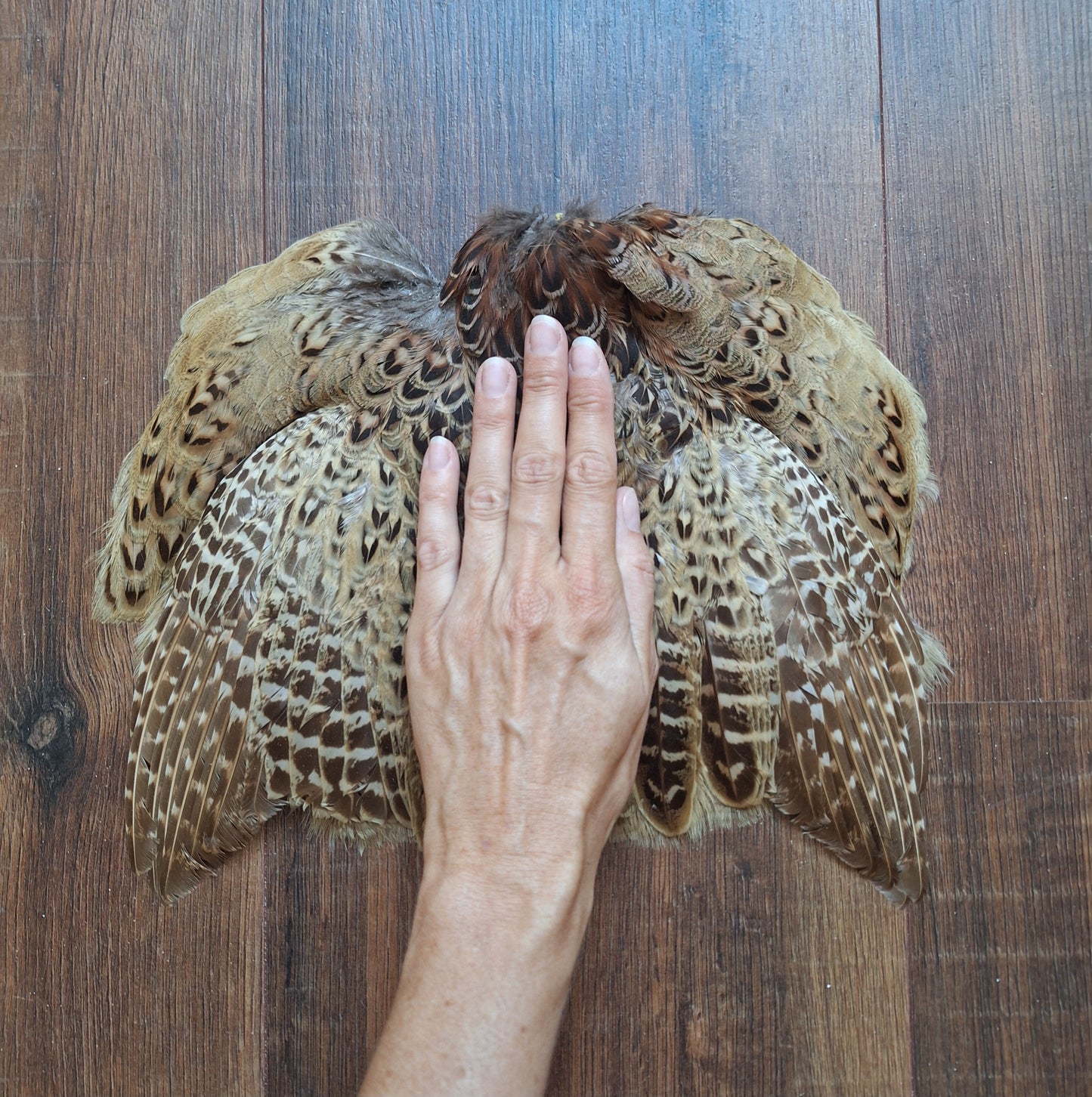 Pheasant skin