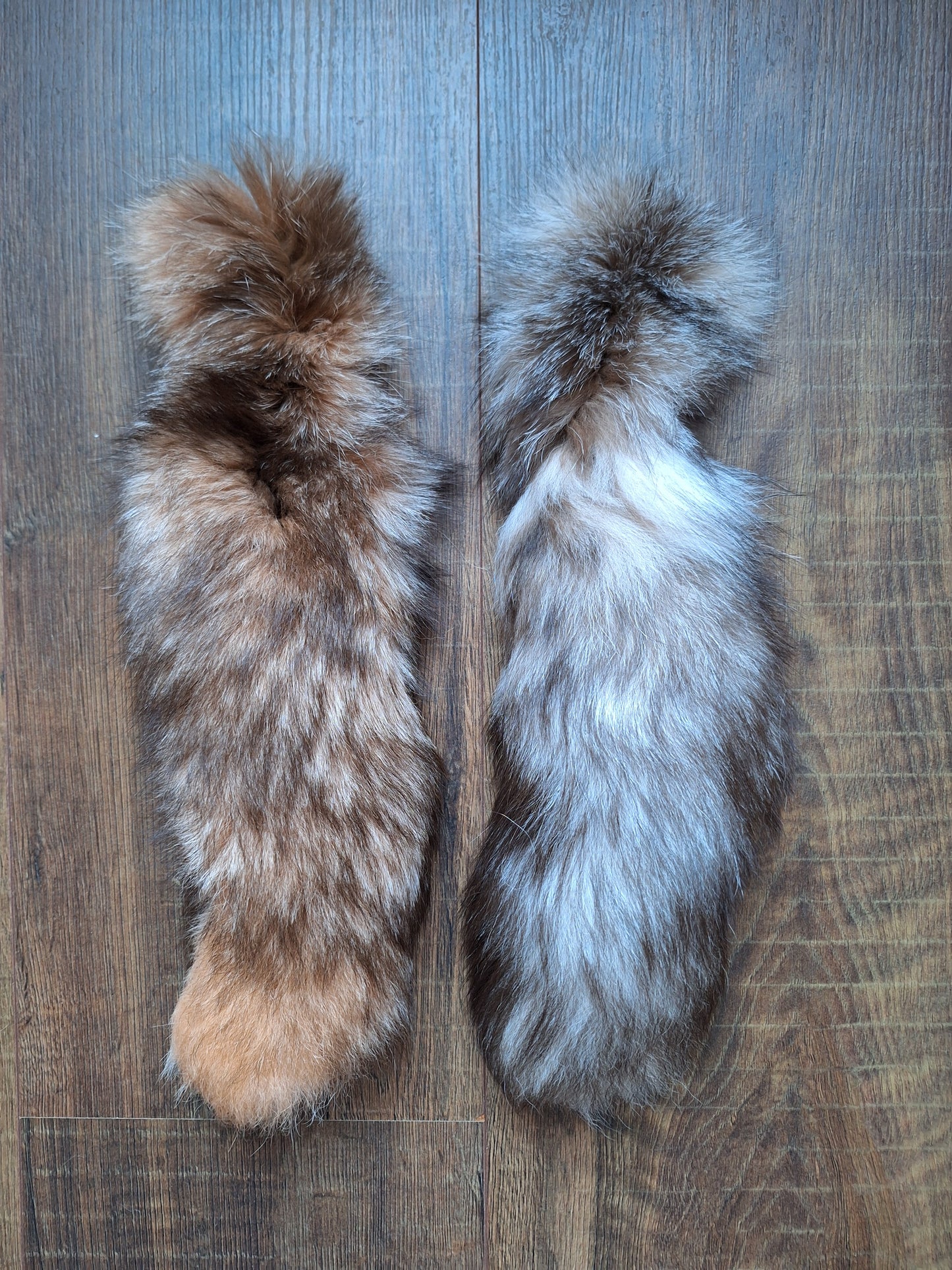 Painted silverfox tails