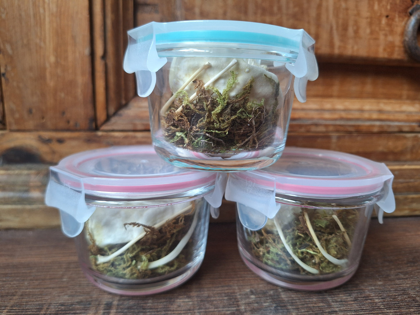 Snake set in glass jar