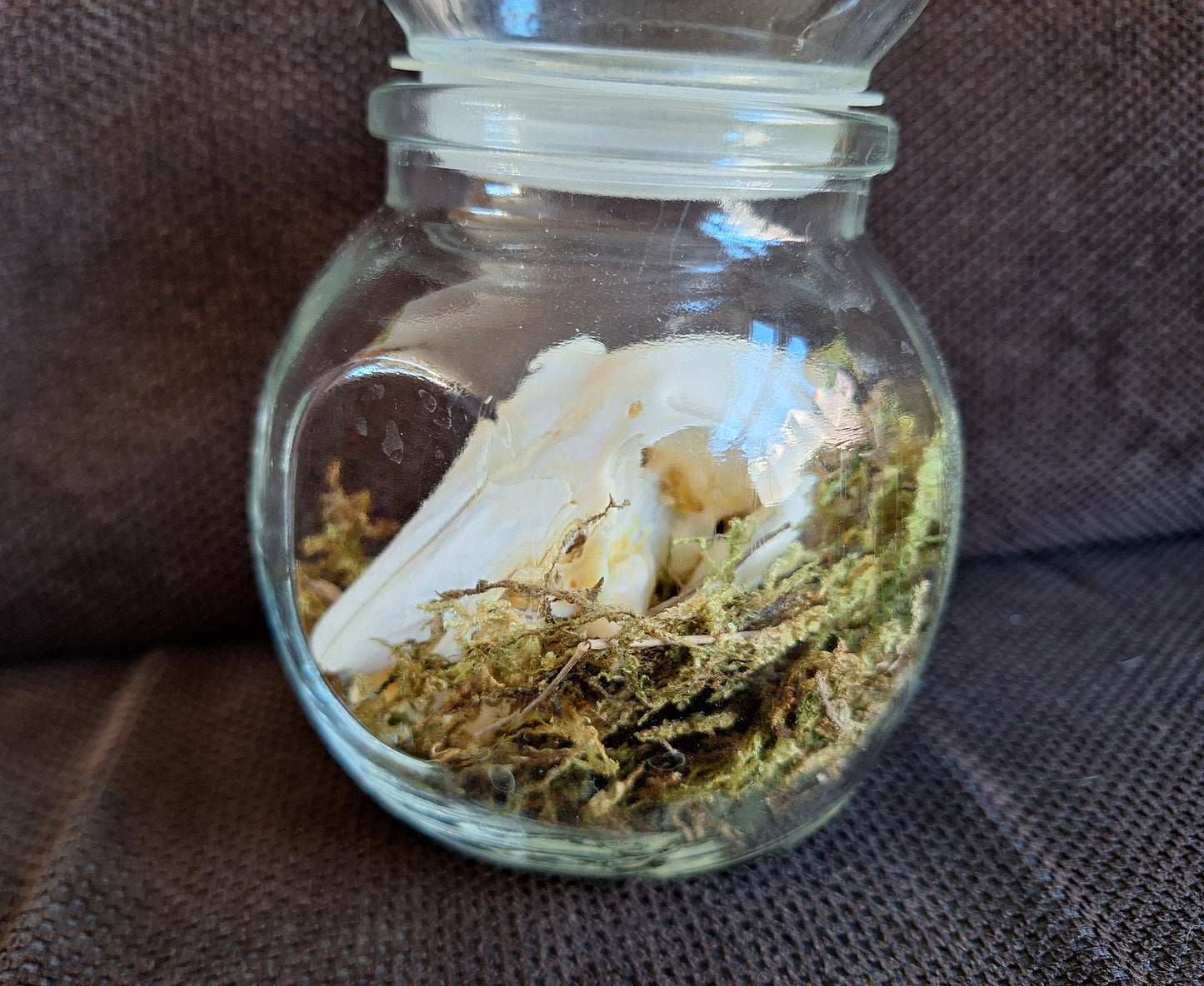 Rabbit skull in glass jar