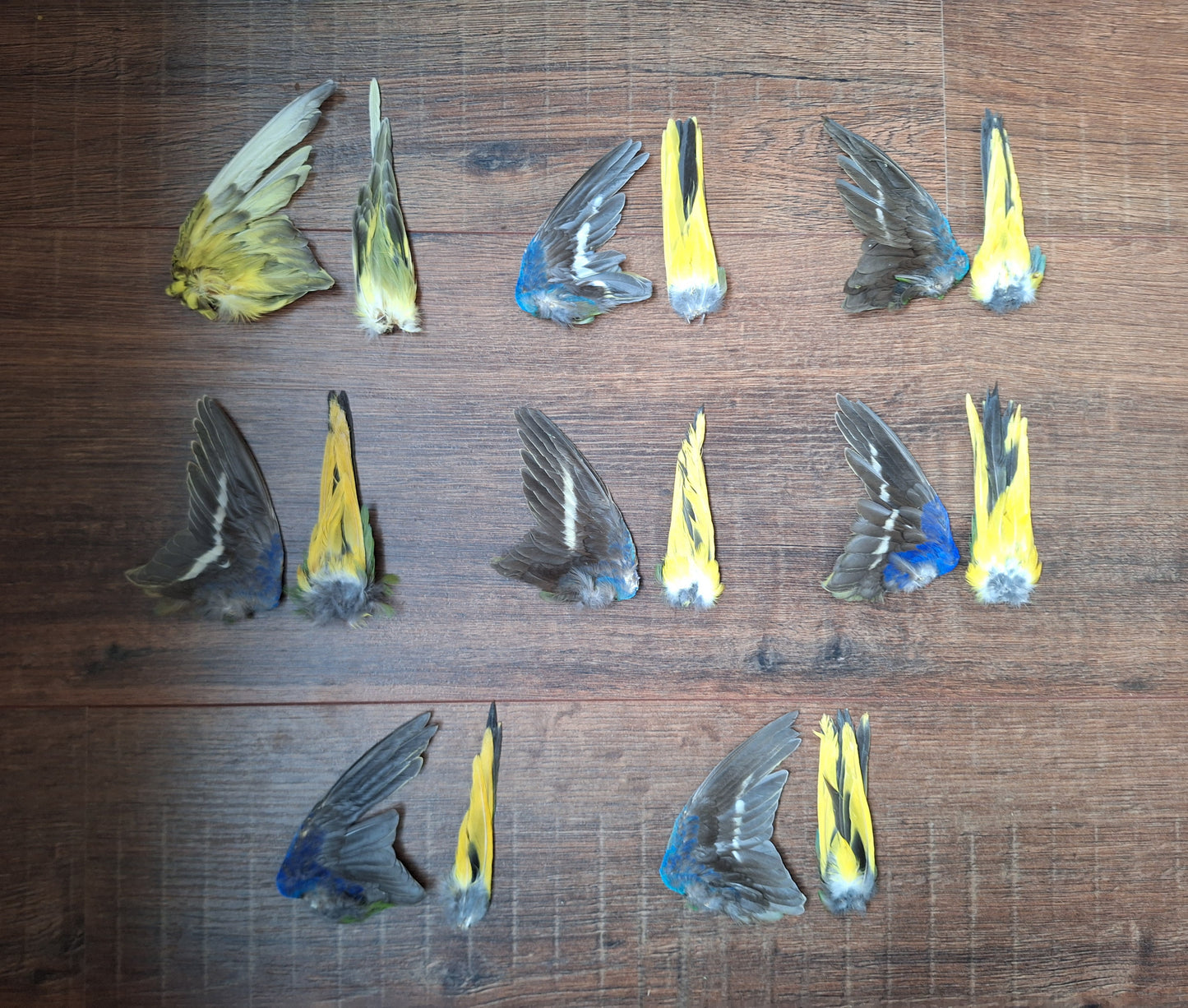 Parakeet single wing and tail, B-quality