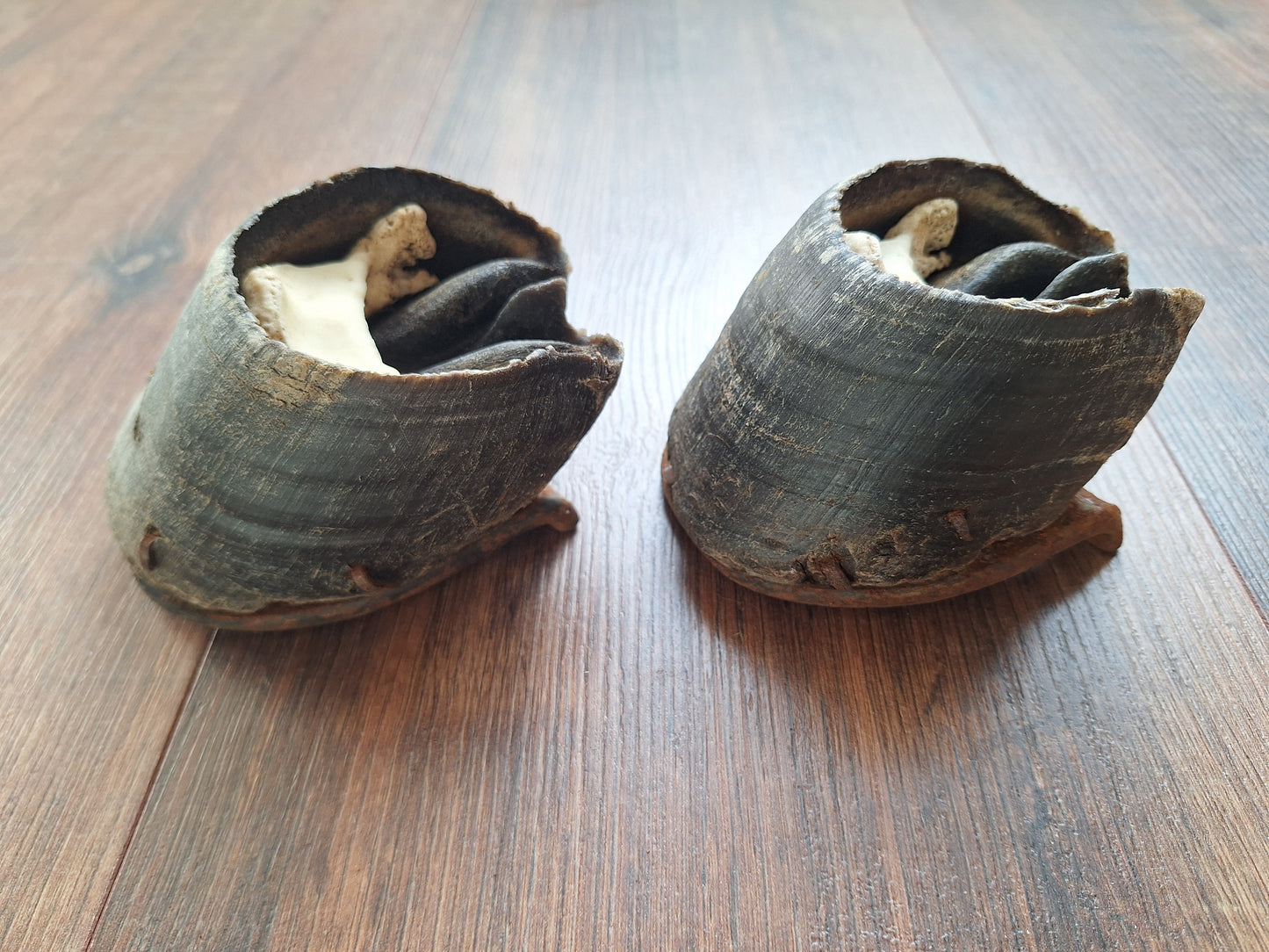 Horse lower leg bone sets