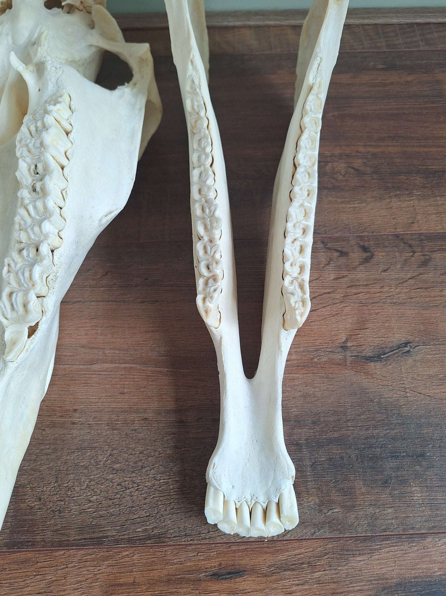 Horse skull