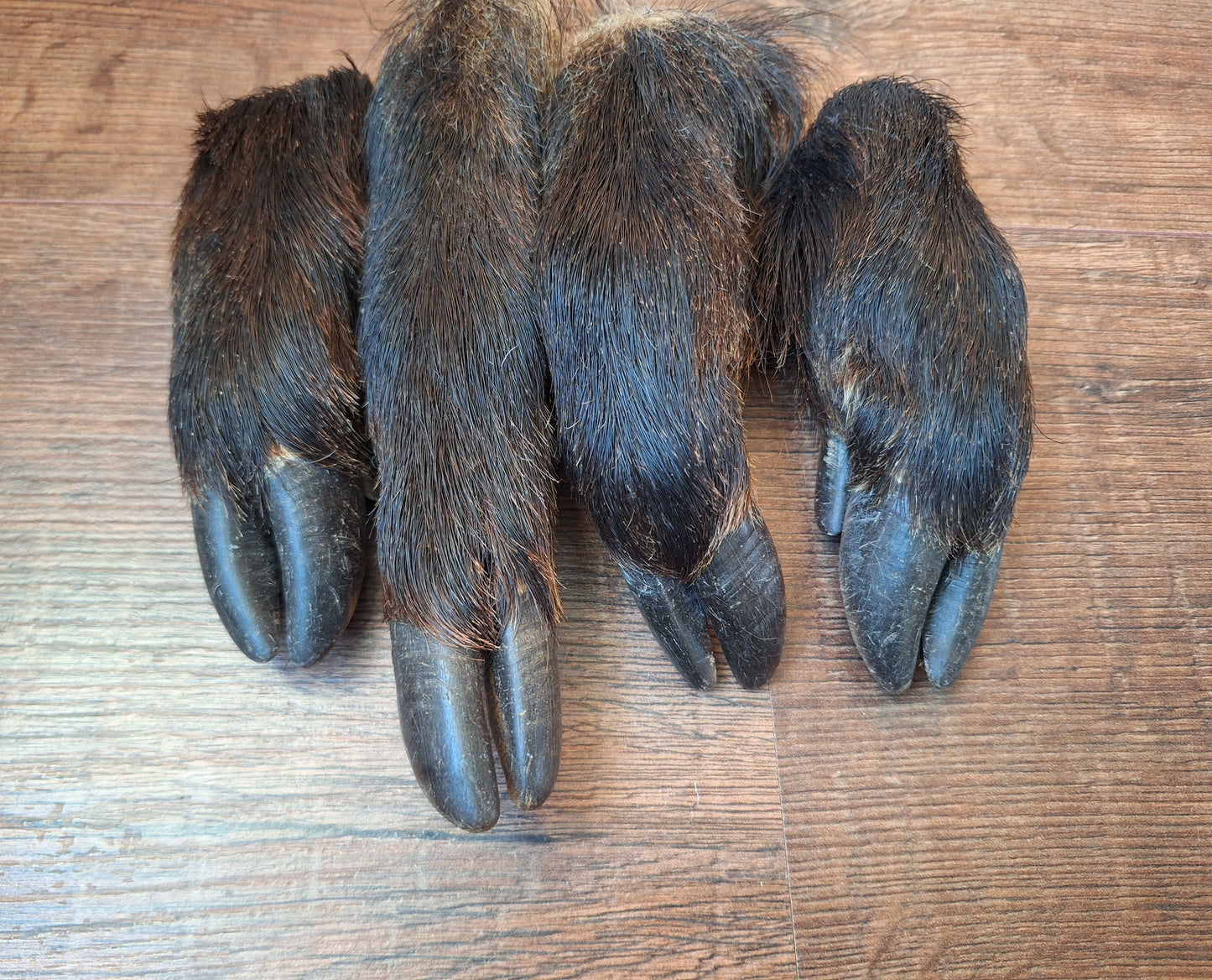 Wild boar lower legs