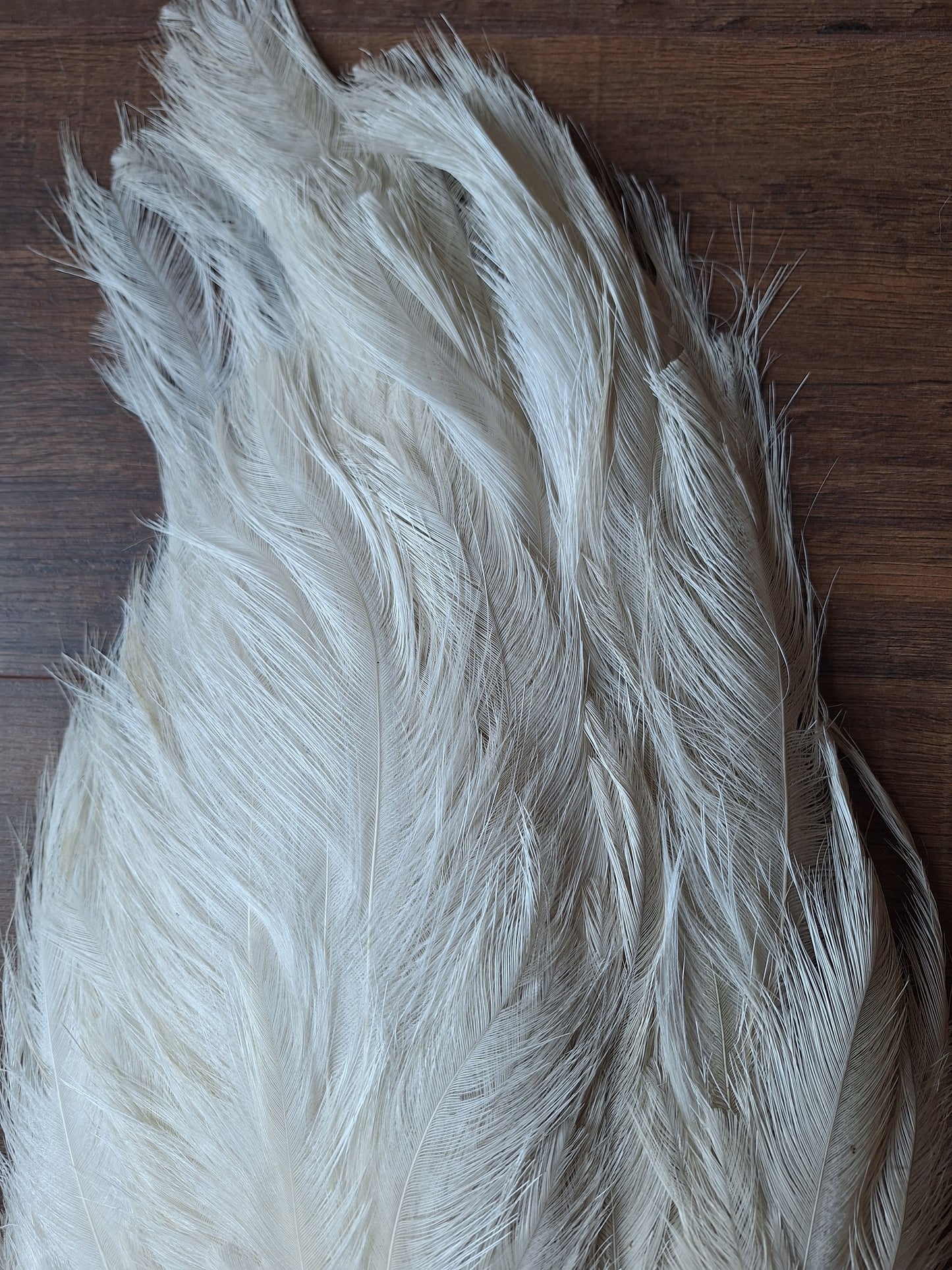 Nandu wing piece, large