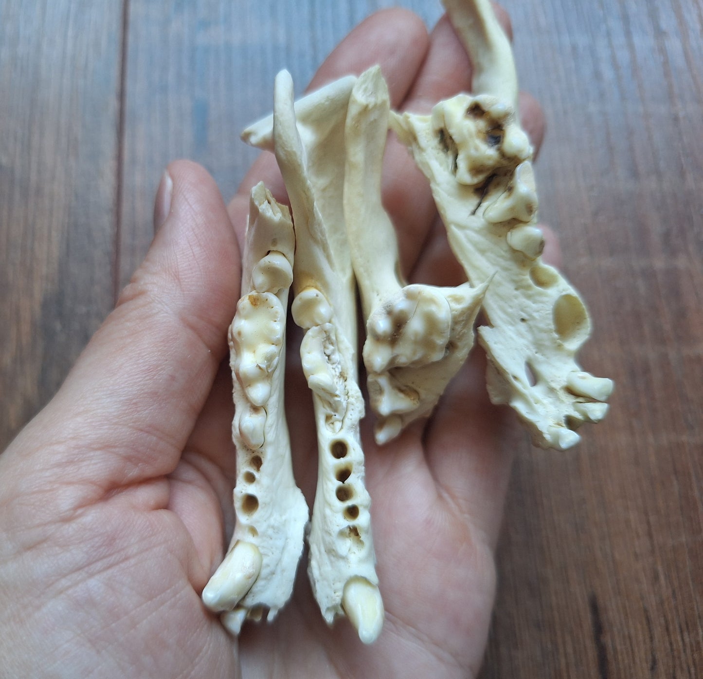 Badger jaw pieces, B-quality