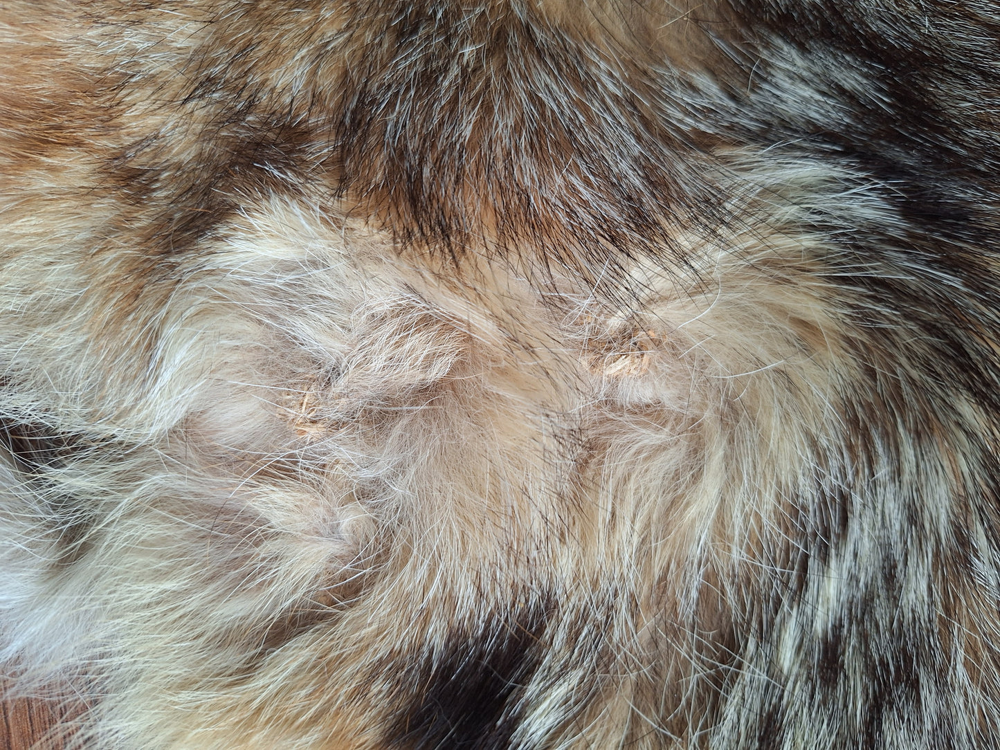 Black-backed jackal hide crafting piece