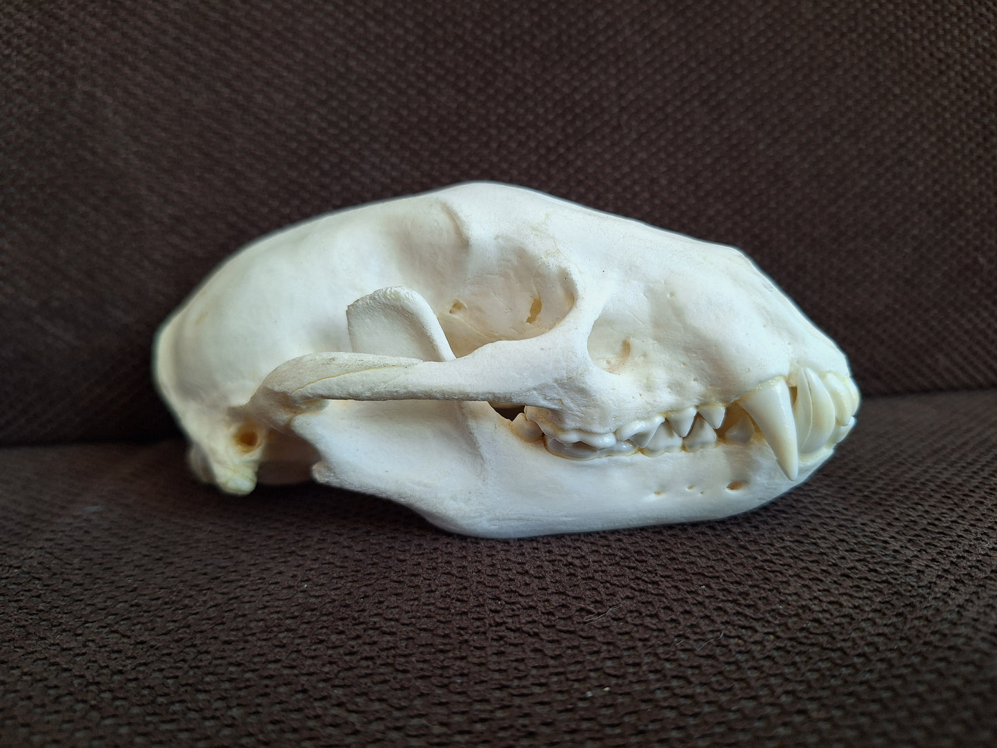 Racoon skull #3, B-quality