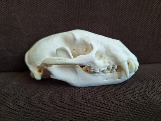 Racoon skull #3, B-quality