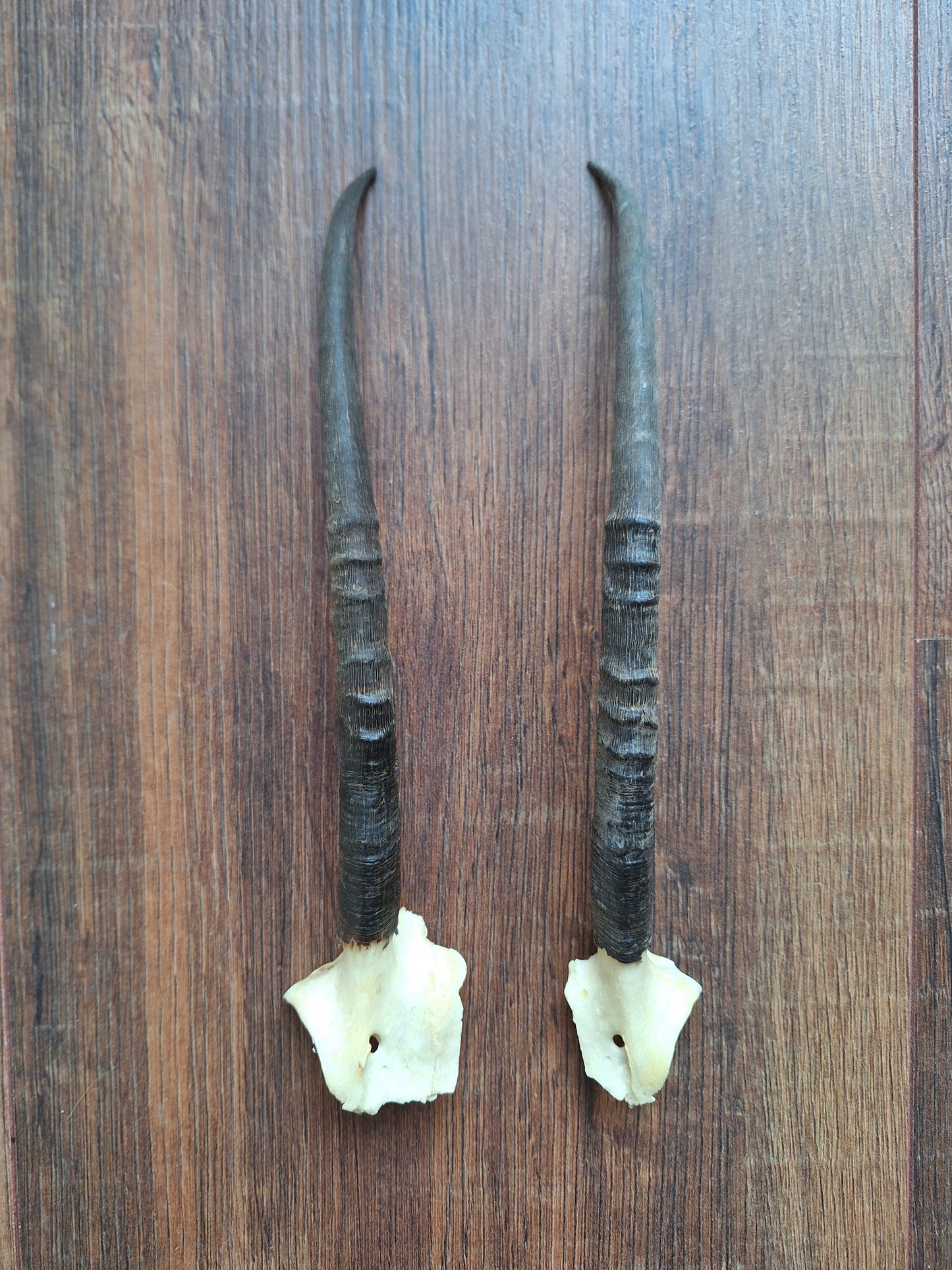 Dorcas gazelle horns, set of 2