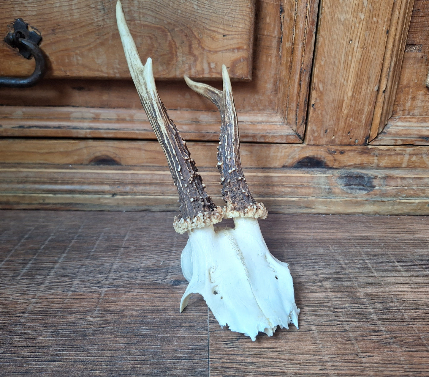 Roe buck skull cap #14