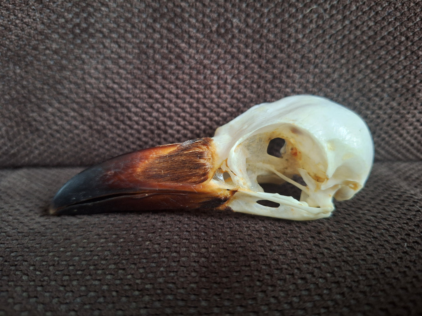 Crow skull #38