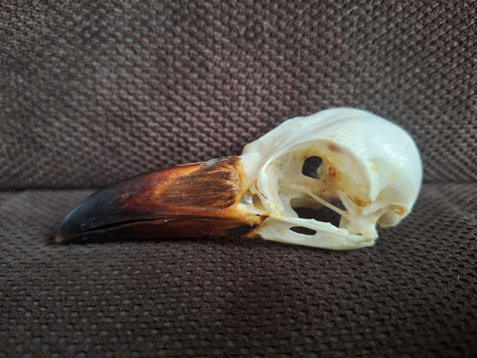 Crow skull #38