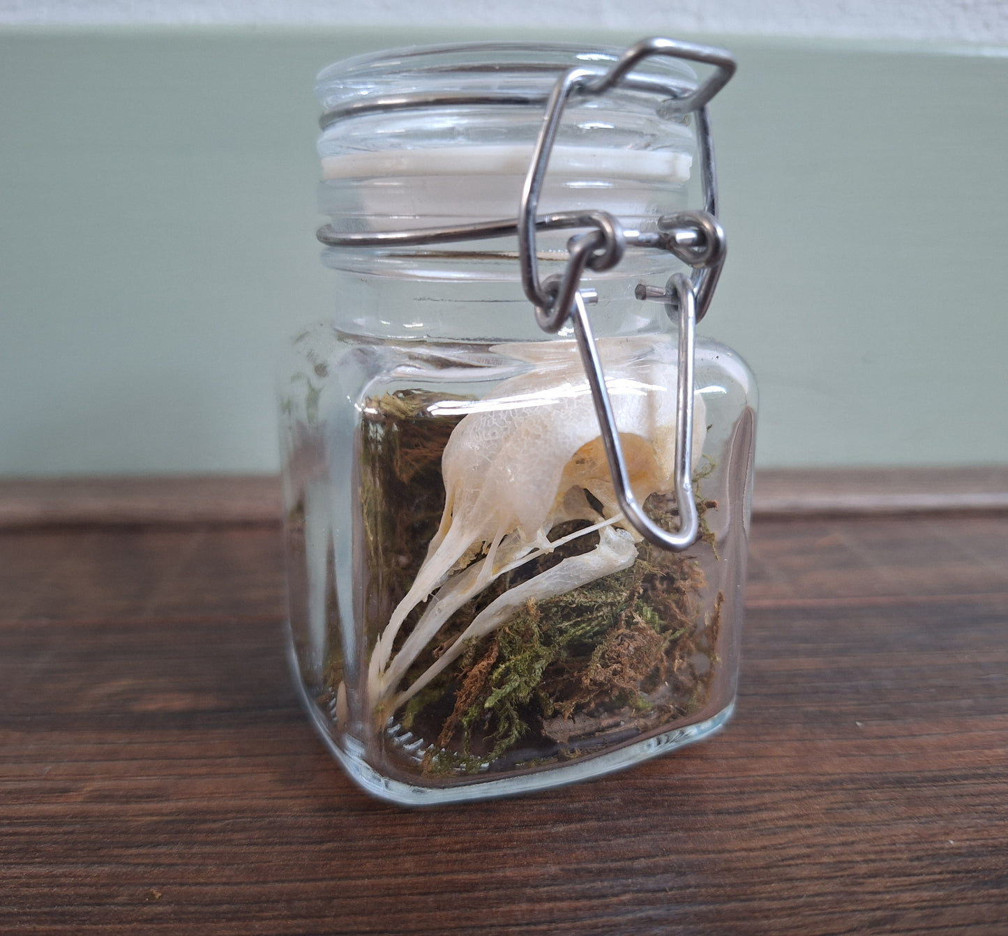 Wood pigeon skull in glass jar