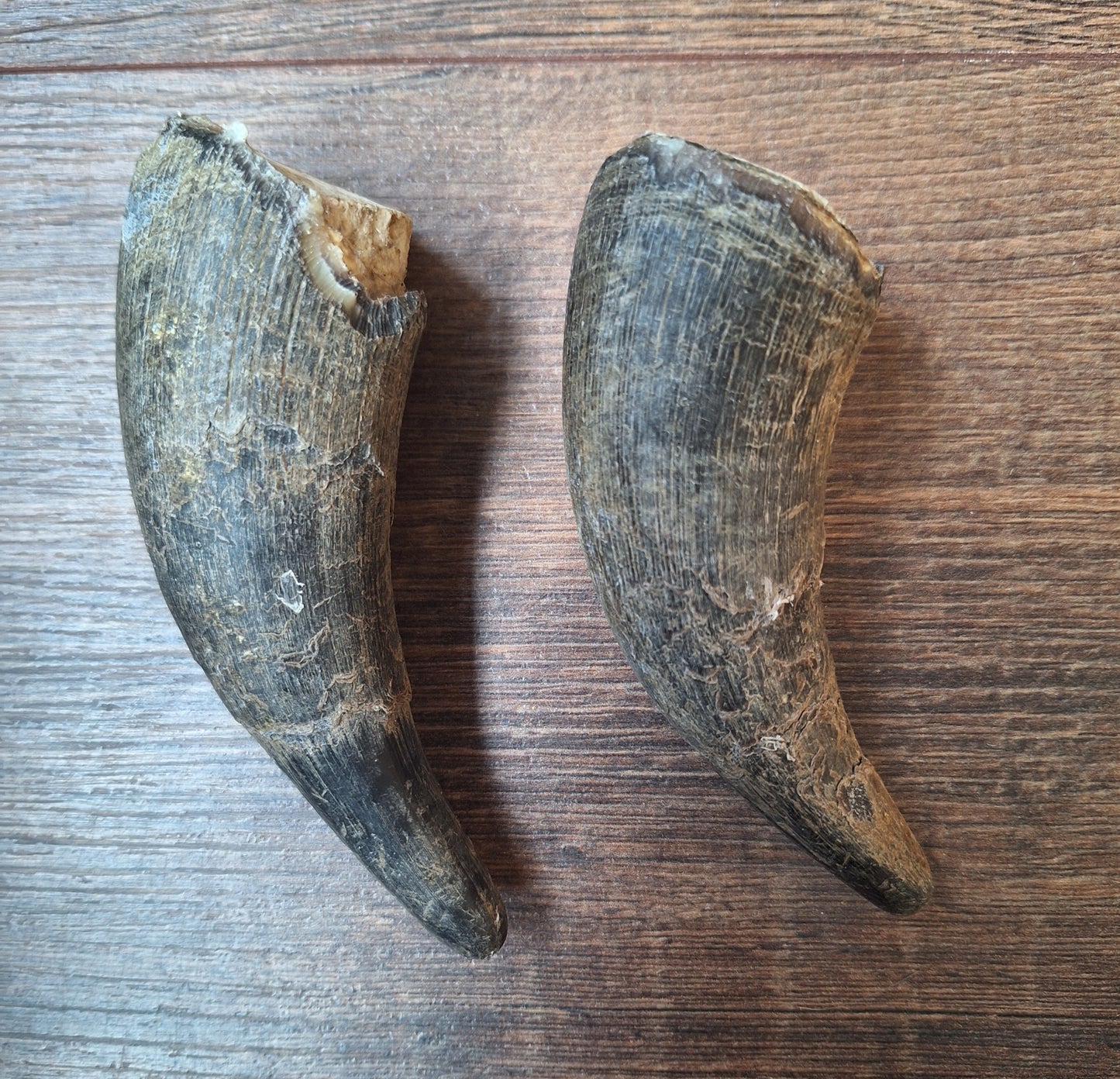 Cow horn set