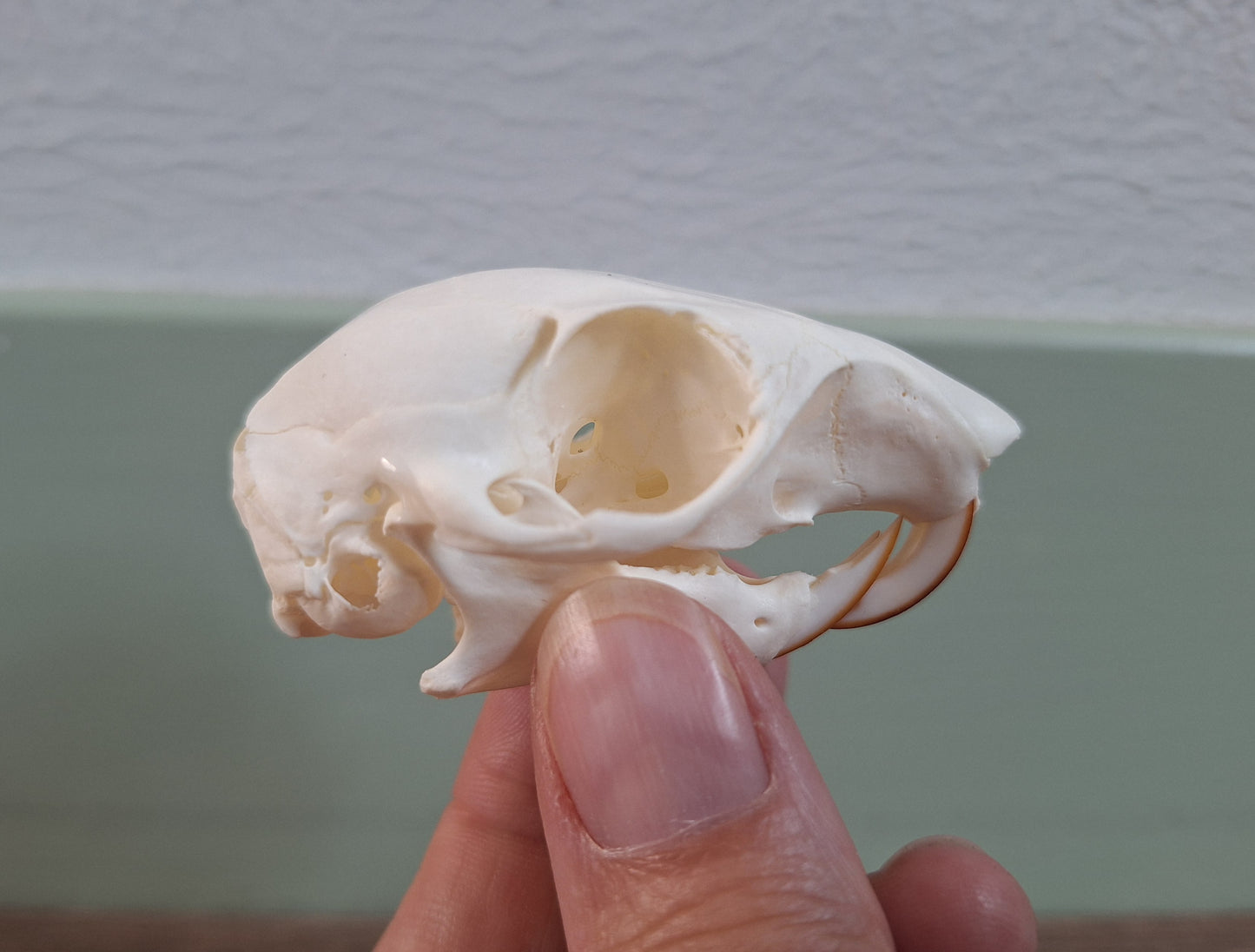 Gray squirrel skull