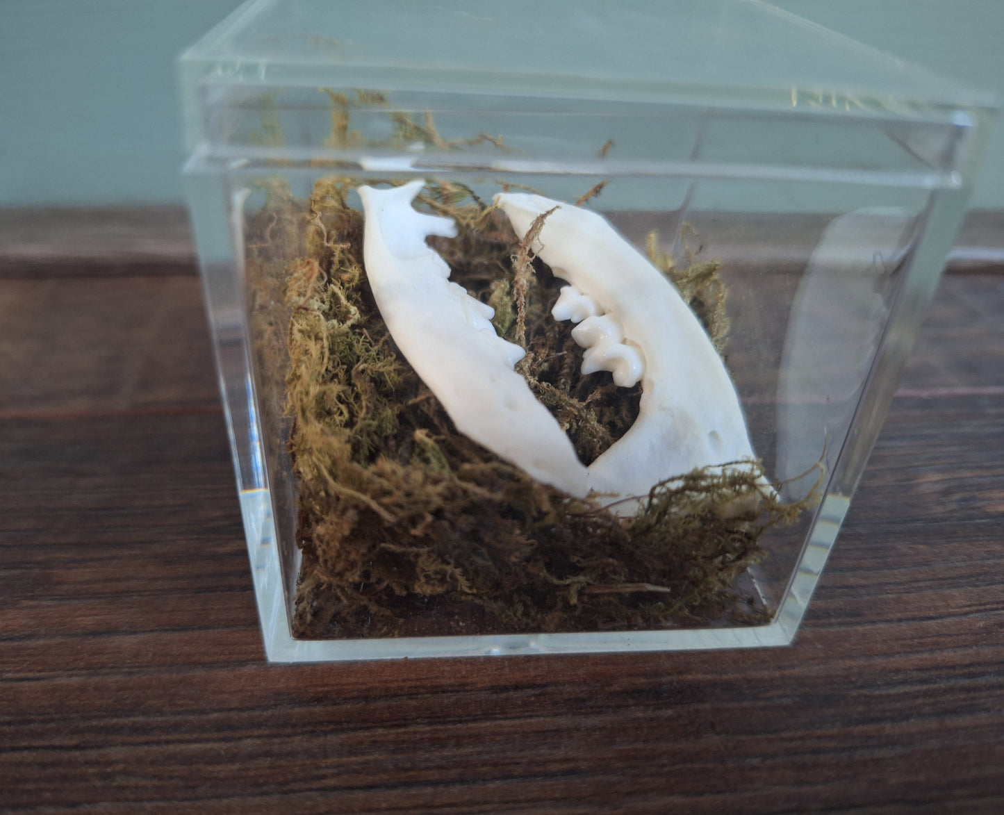 Marten lower jaws, B-quality, in display cube